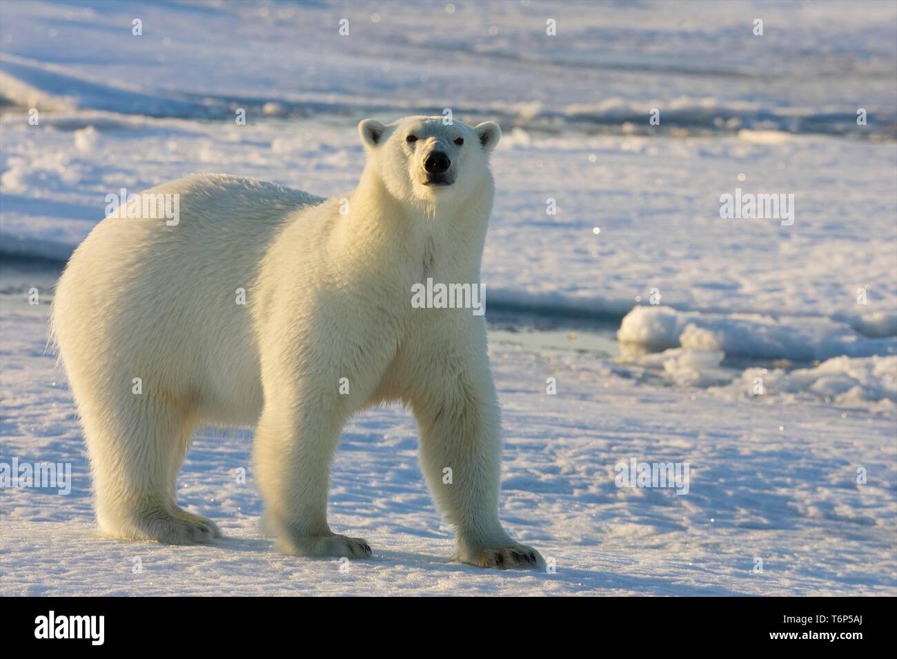 L'ours polaire (Ursus maritimus) sur brash, dans le nord du Spitzberg, Norvège, de l'Arctique Banque D'Images