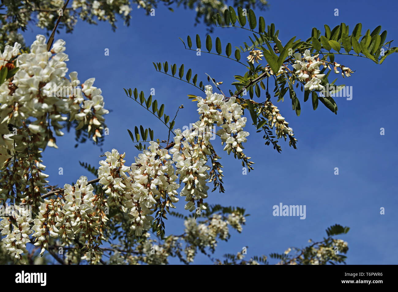 Faux acacia, fleurs et feuilles, Robinia pseudoacacia Banque D'Images