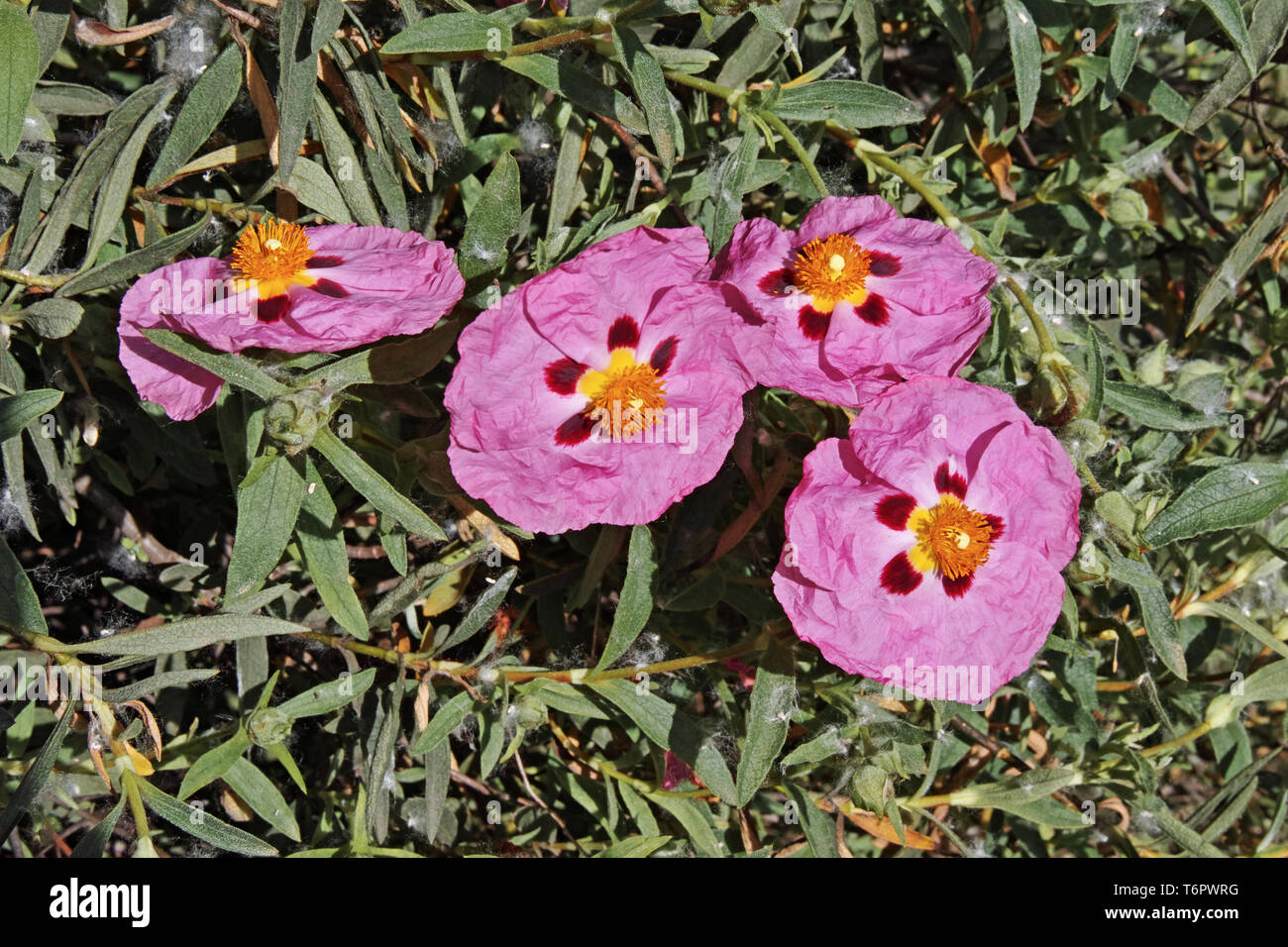 Orchid ciste dans blooming, Cistus x purpureus, Cistaceae Banque D'Images