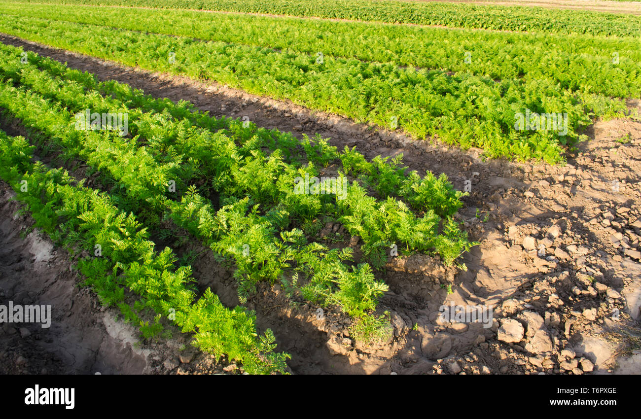 Les plantations de carottes poussent dans le domaine. Les rangées de légumes. La culture de légumes. Ferme. Paysage avec des terres agricoles. Vert frais cultures agriculture végétale Banque D'Images