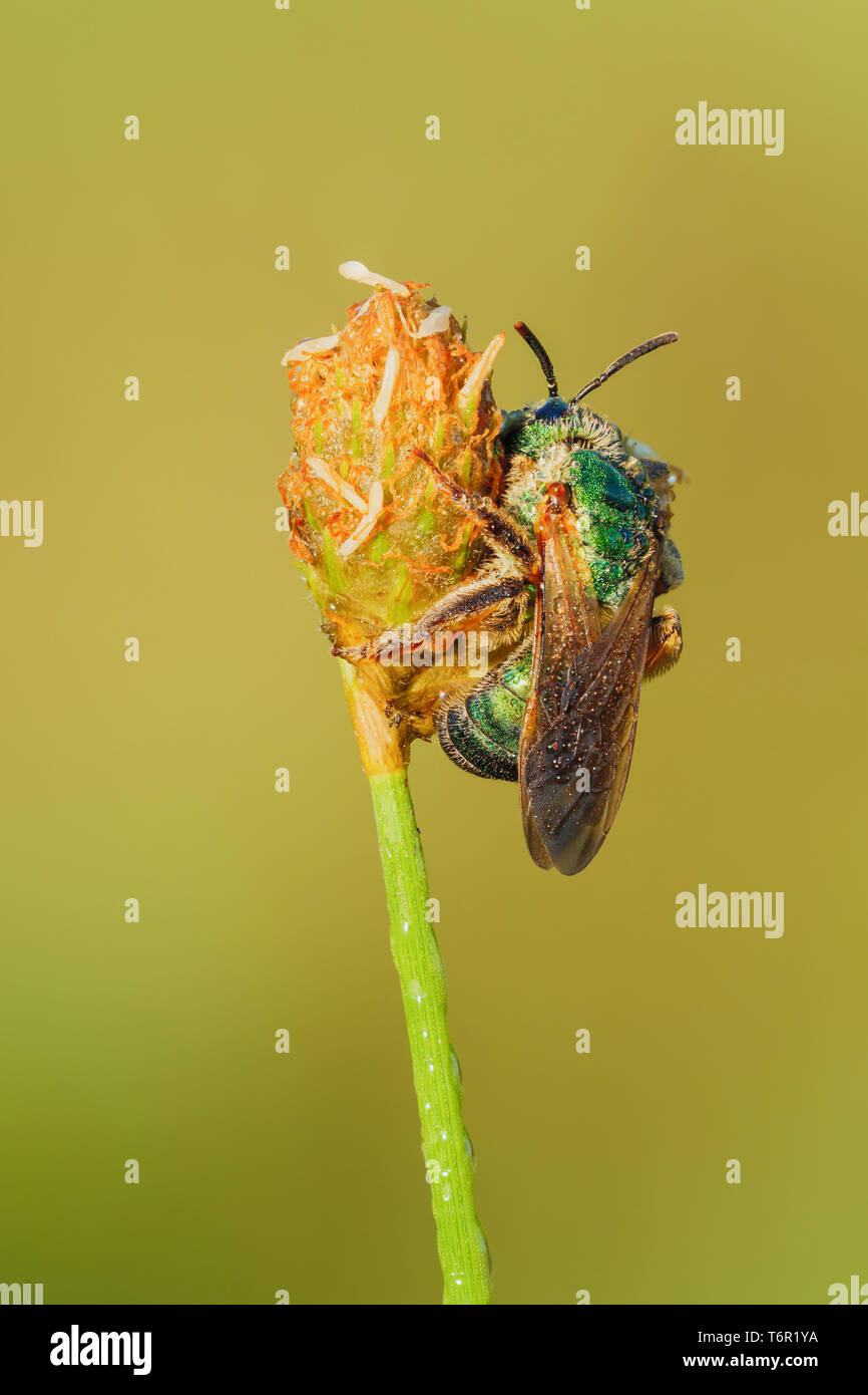 Une femelle en torpeur Brown-Striped-Sweat ailé (abeille Agapostemon splendens) est perché sur la végétation en début de matinée. Banque D'Images