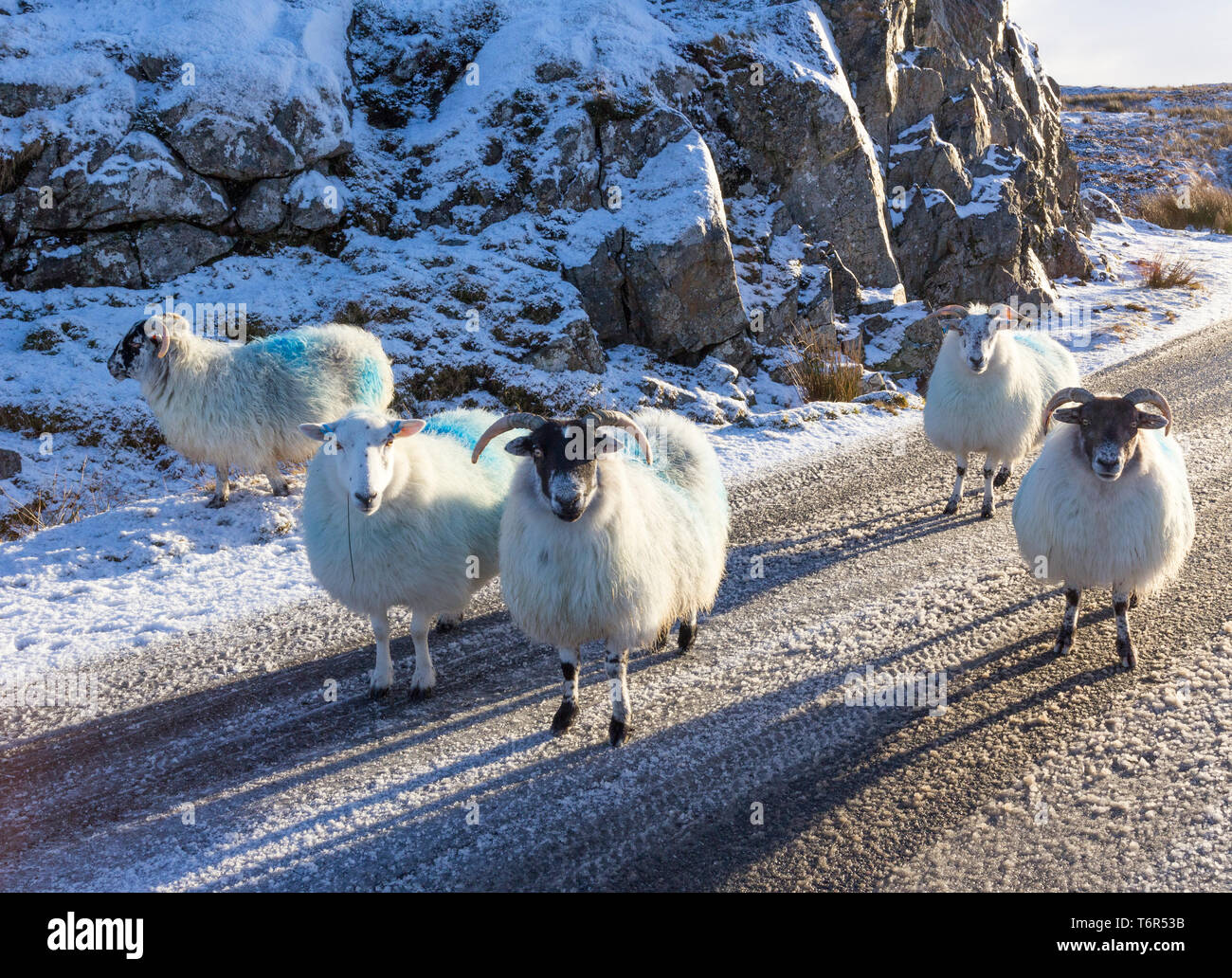 Nourrir les moutons pendant la saison d'hiver, Isle Of Lewis, Western Isles, îles Hébrides, Ecosse, Royaume-Uni Banque D'Images