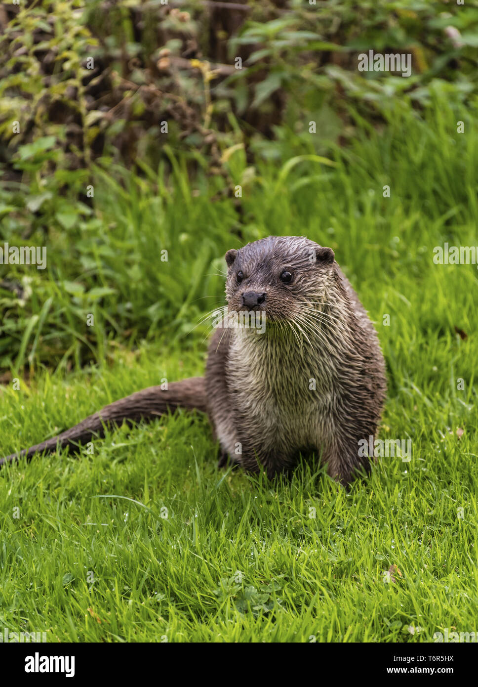 La loutre eurasienne, Lutra lutra Banque D'Images