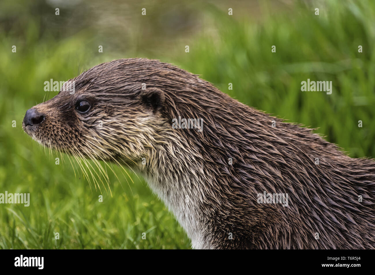 La loutre eurasienne, Lutra lutra Banque D'Images