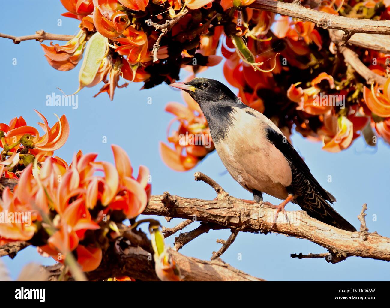ROSY STARLING Banque D'Images