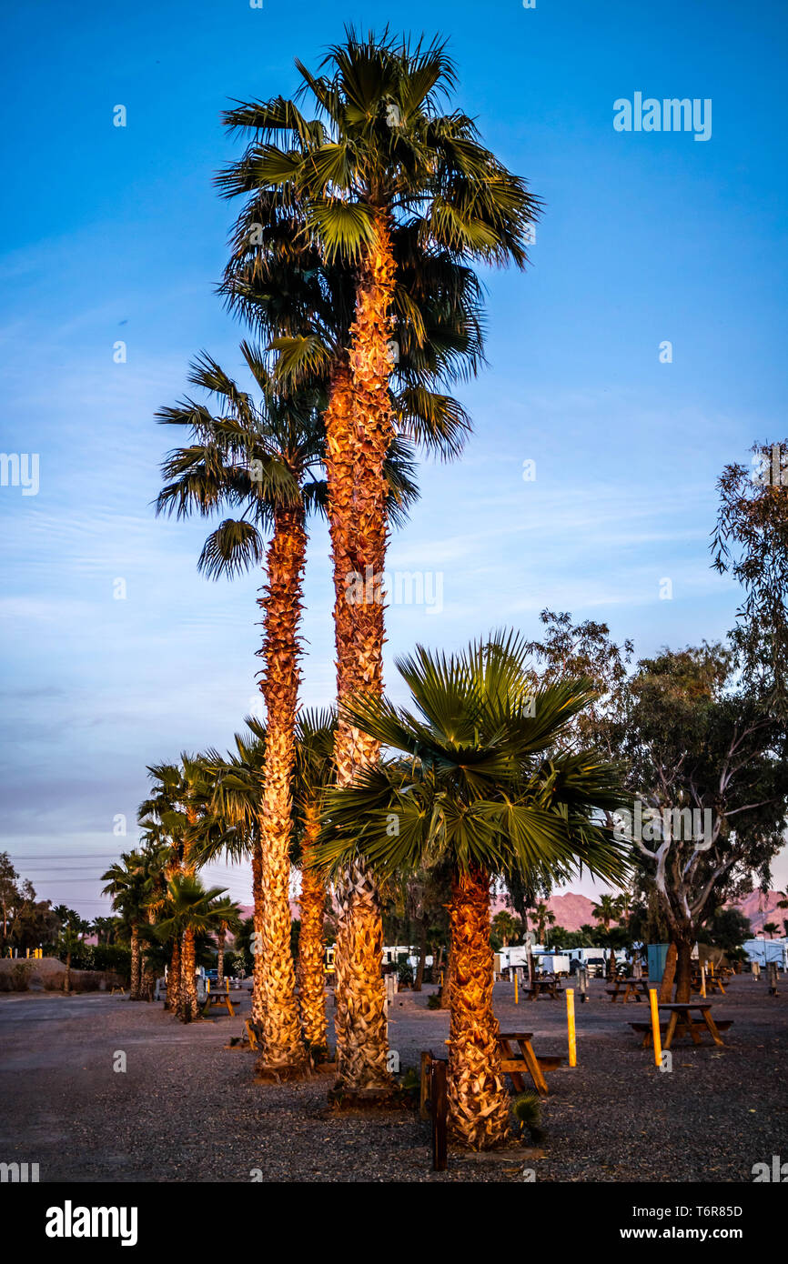 Greeny Palmyre Palmiers à Yuma, Arizona Banque D'Images