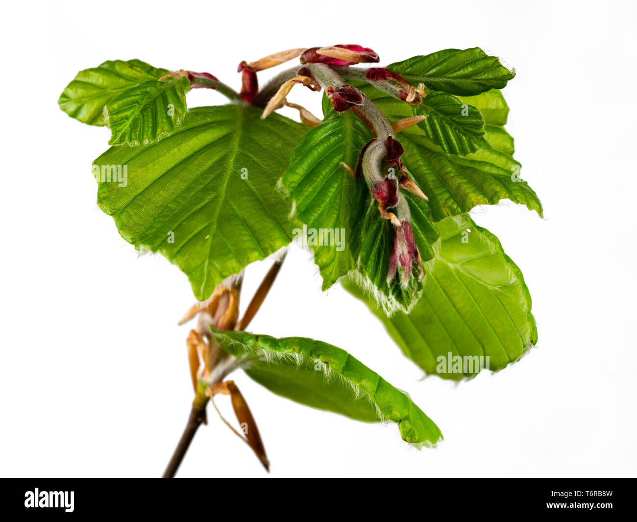 Printemps de l'émergence du feuillage, le hêtre commun Fagus sylvatica, montrant les écailles des bourgeons des feuilles sur fond blanc Banque D'Images