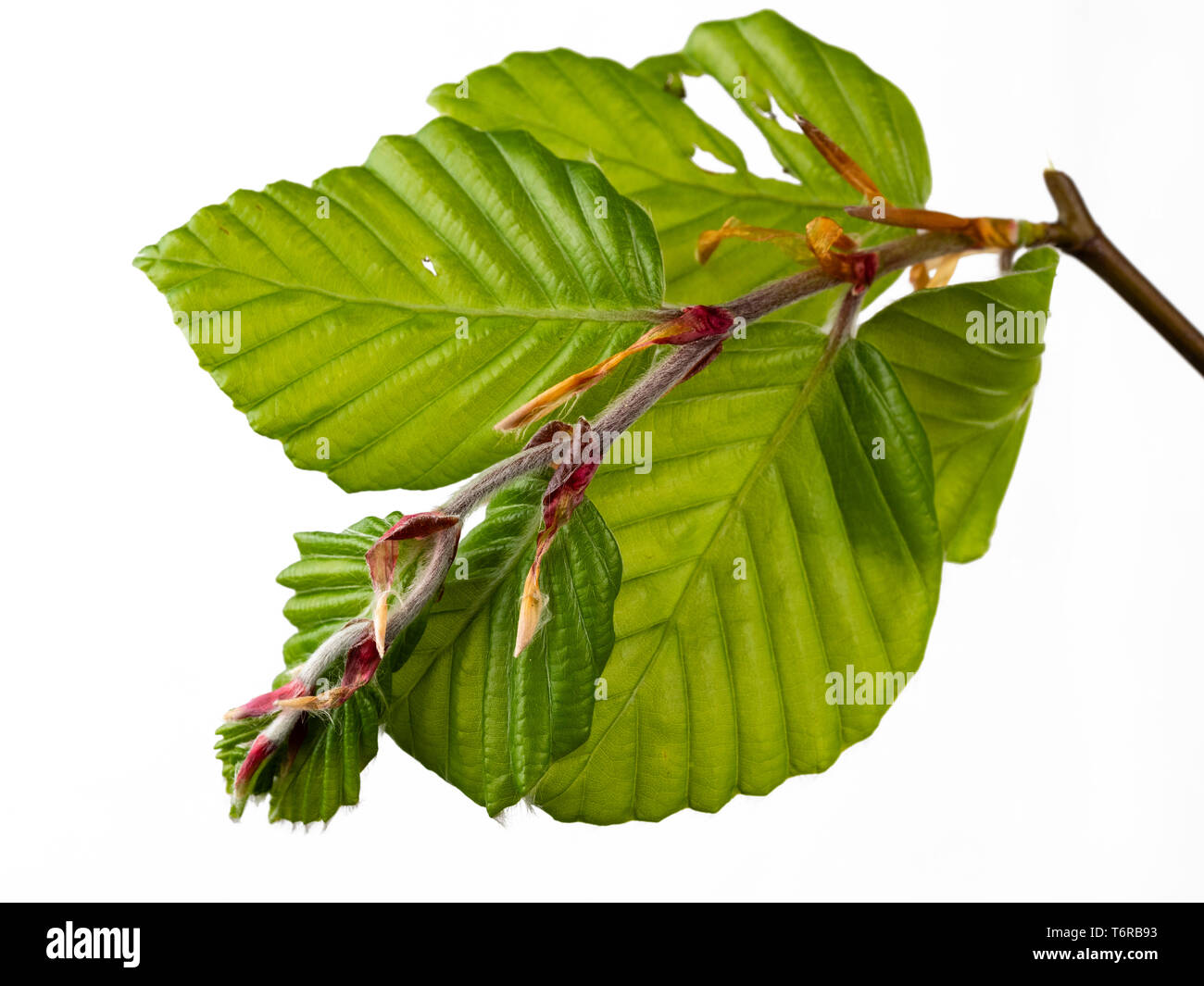 Printemps de l'émergence du feuillage, le hêtre commun Fagus sylvatica, montrant les écailles des bourgeons des feuilles sur fond blanc Banque D'Images