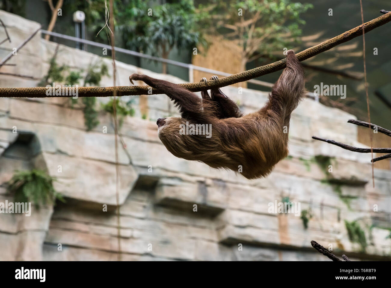 Escalade autour de son enceinte paresseux au zoo. Banque D'Images