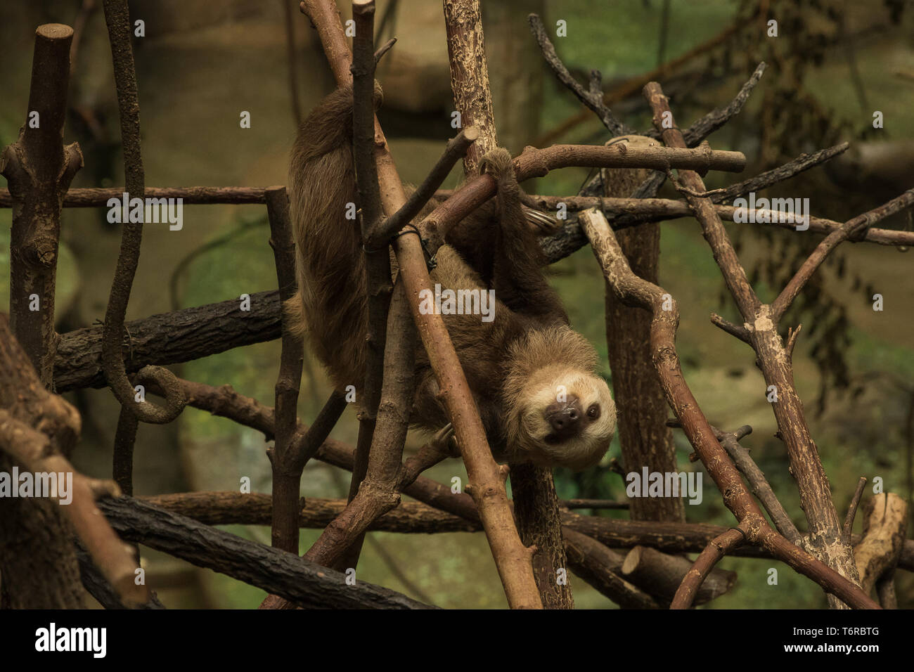 Sloth traîner autour de son enclos au zoo. Banque D'Images