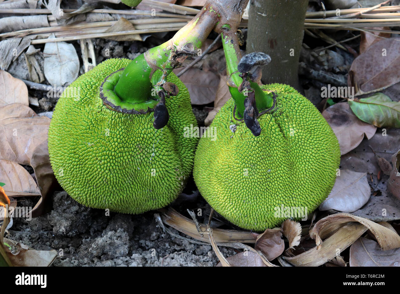 Bunch of green jack fruits avec arbre sur terre. Galerie d'images haute résolution. Banque D'Images