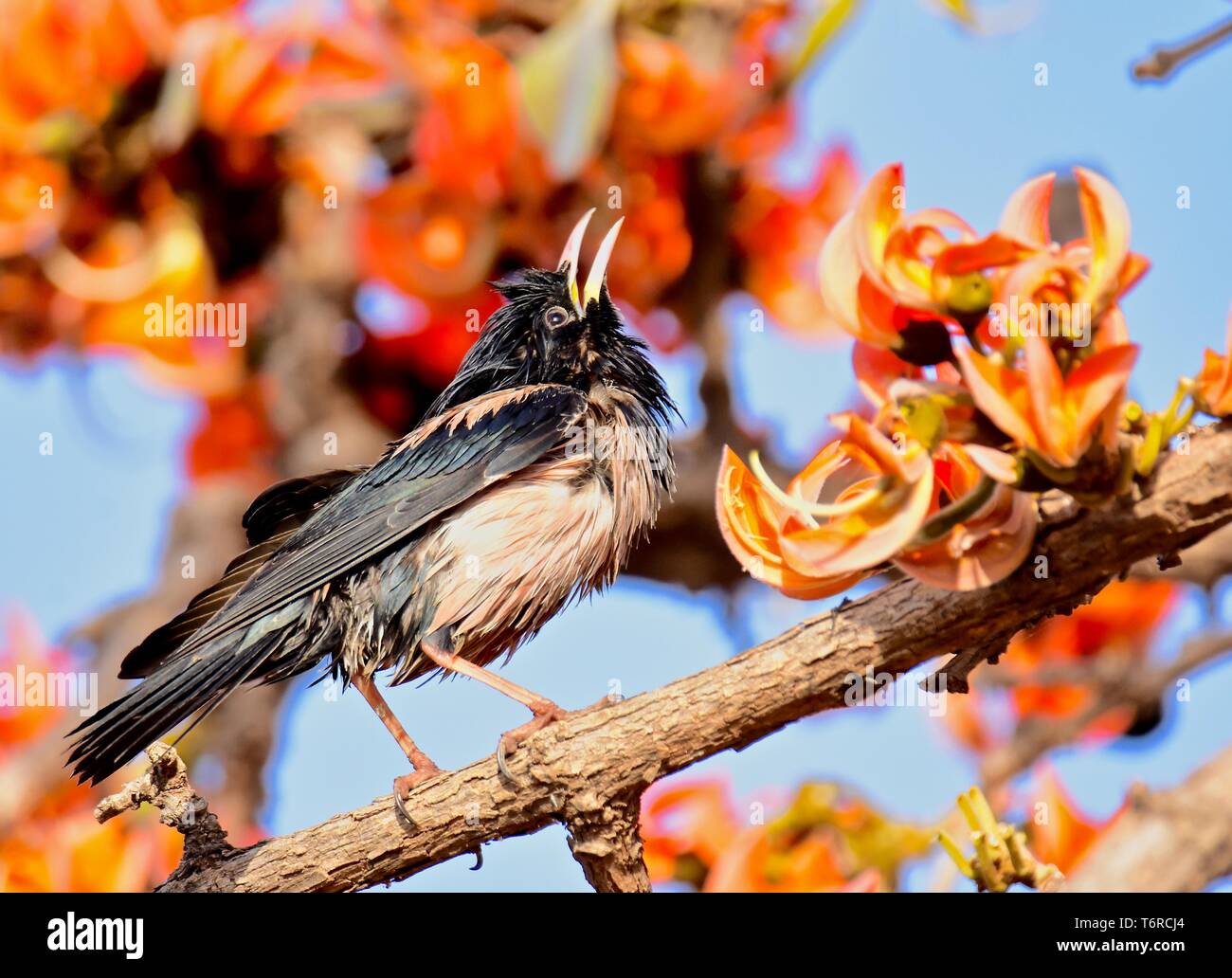 ROSY STARLING Banque D'Images