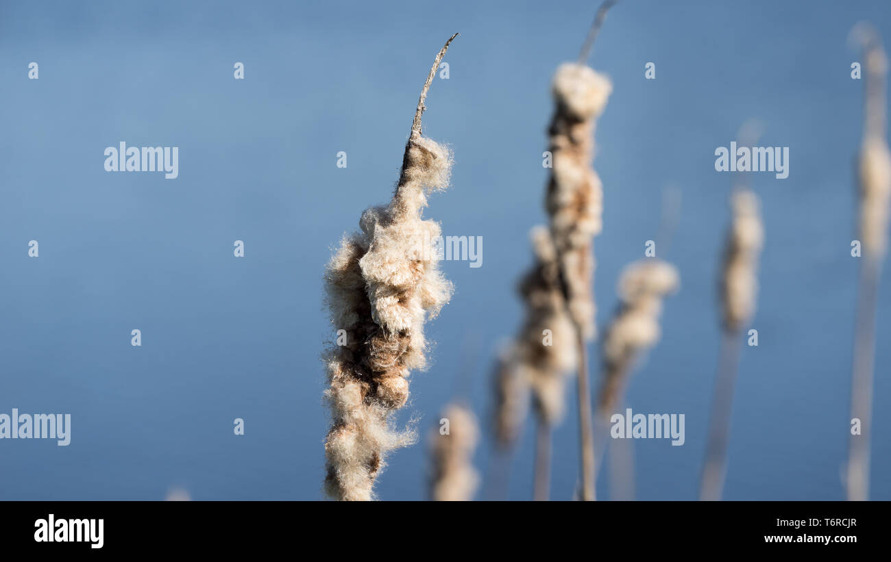 Typha. Les quenouilles sèches en milieu naturel. Roseaux et lac gelé l'arrière-plan. Banque D'Images