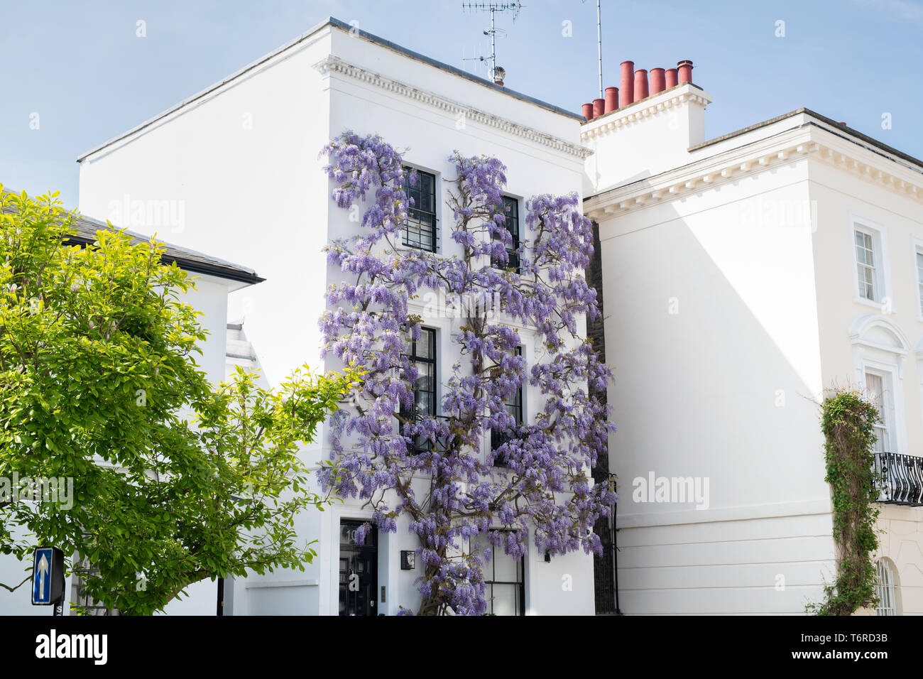 Glycine sur une maison à Canning Place, Kensington, Londres, Angleterre Banque D'Images