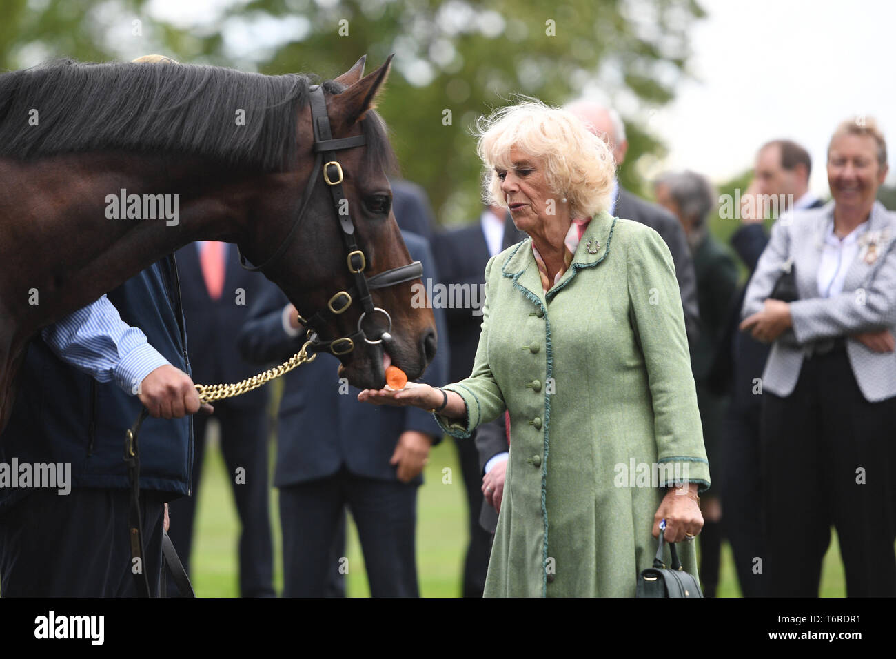 La duchesse de Cornouailles alimente une carotte pour un étalon nommé Time Test lors d'une visite au Haras National à Newmarket. Banque D'Images