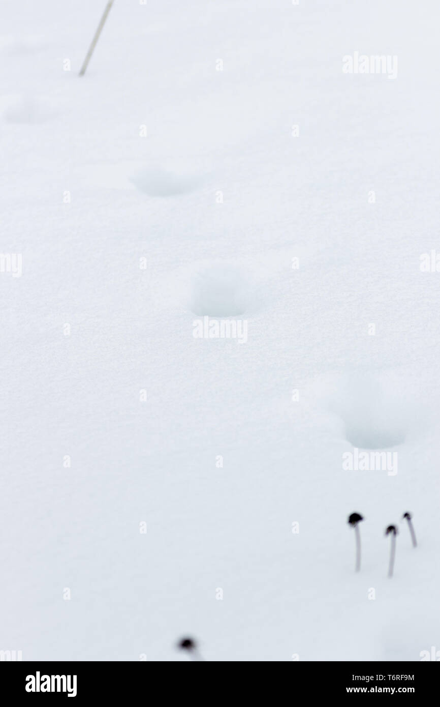 Fox Traces dans la neige Banque D'Images