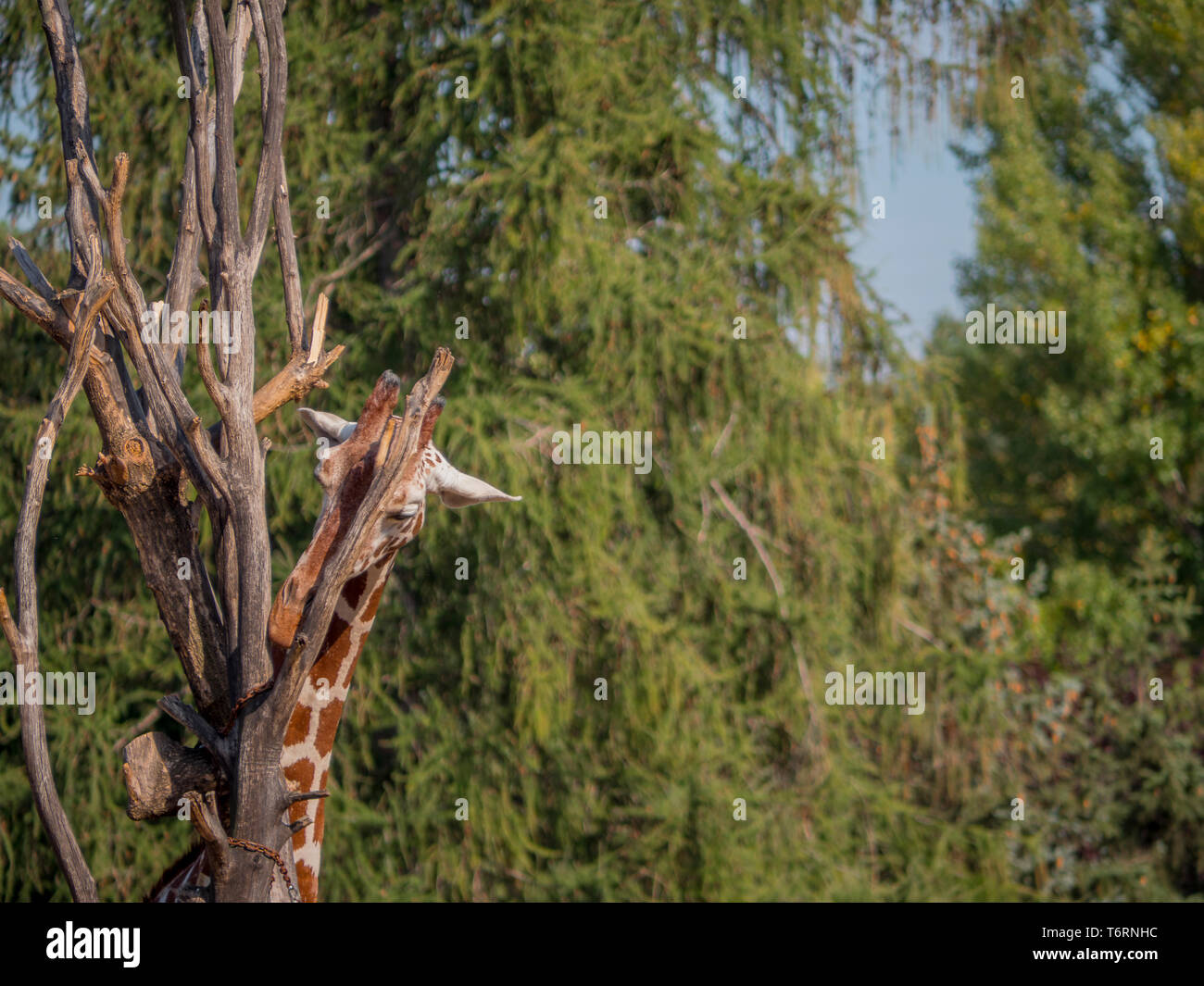 Drôles d'arbres manger girafe ciel bleu en arrière-plan Banque D'Images