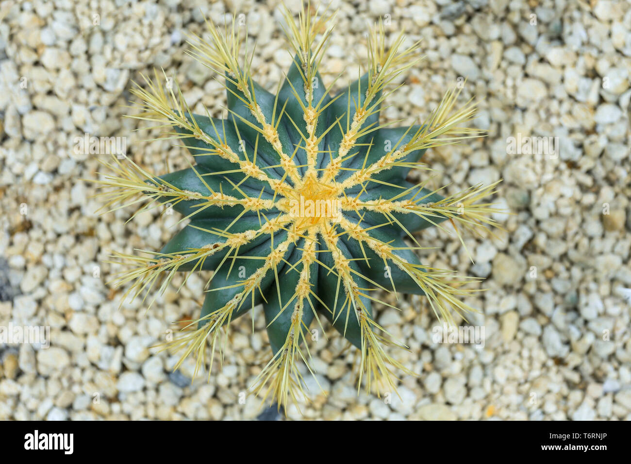 Le petit cactus en détail Banque D'Images