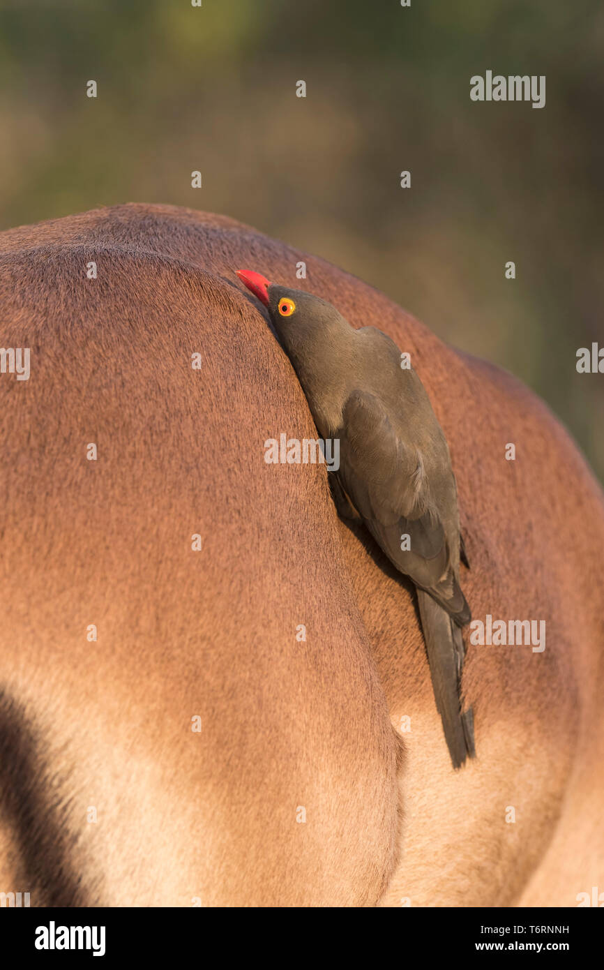Redbilled oxpecker (Buphagus erythrorhynchus) sur l'Impala (Aepyceros melampus), iMfolozi game reserve, KwaZulu-Natal, Afrique du Sud, septembre 2018 Banque D'Images