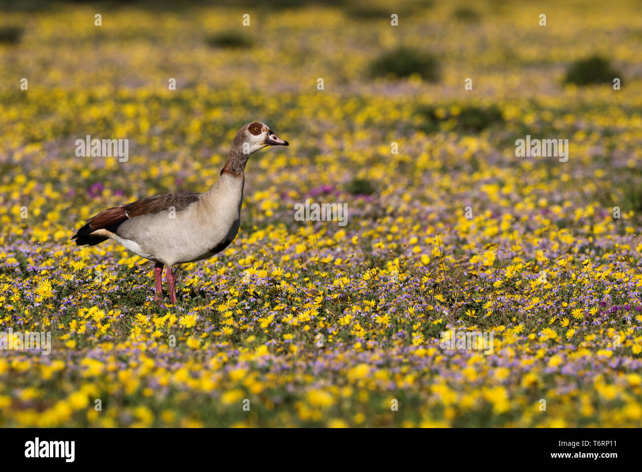 Egyptian goose (Alopochen aegyptiaca) dans springflowers, Addo Elephant National Park, Eastern Cape, Afrique du Sud, septembre 2018 Banque D'Images