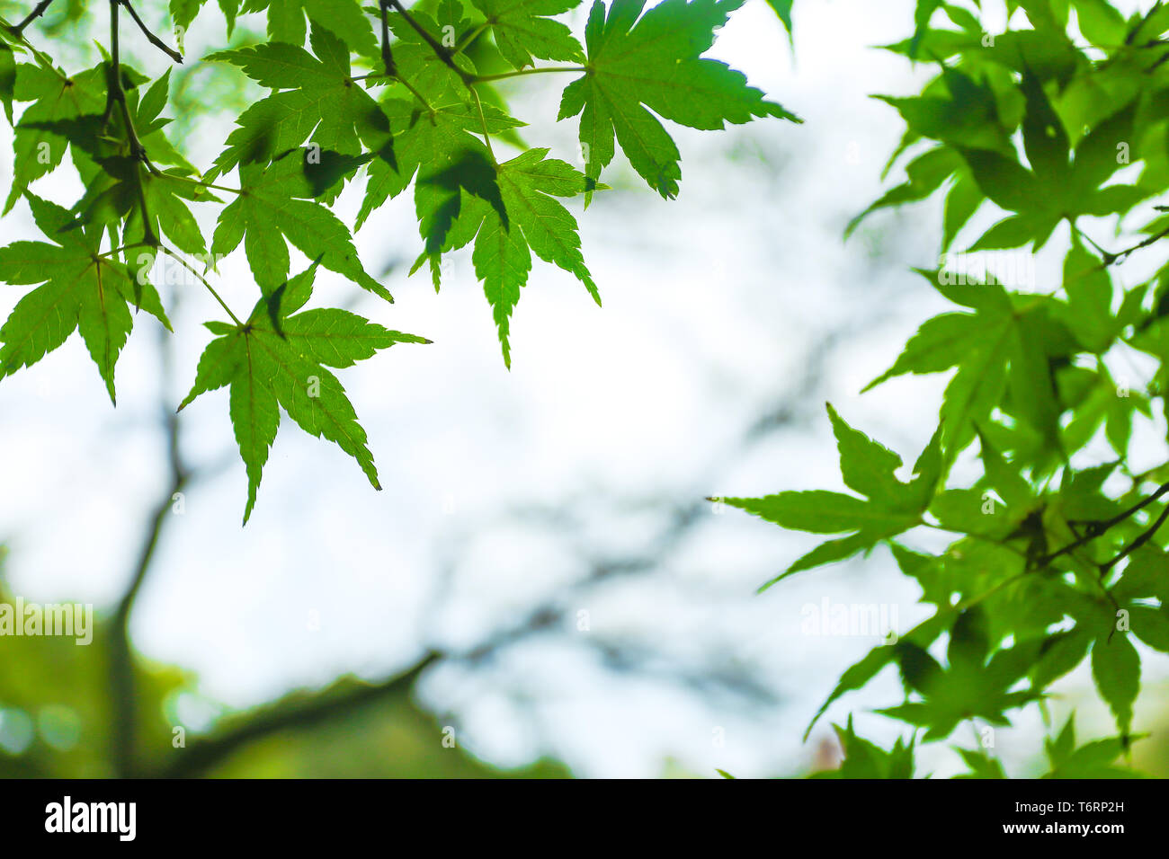 Les belles feuilles d'érable vertes Banque D'Images