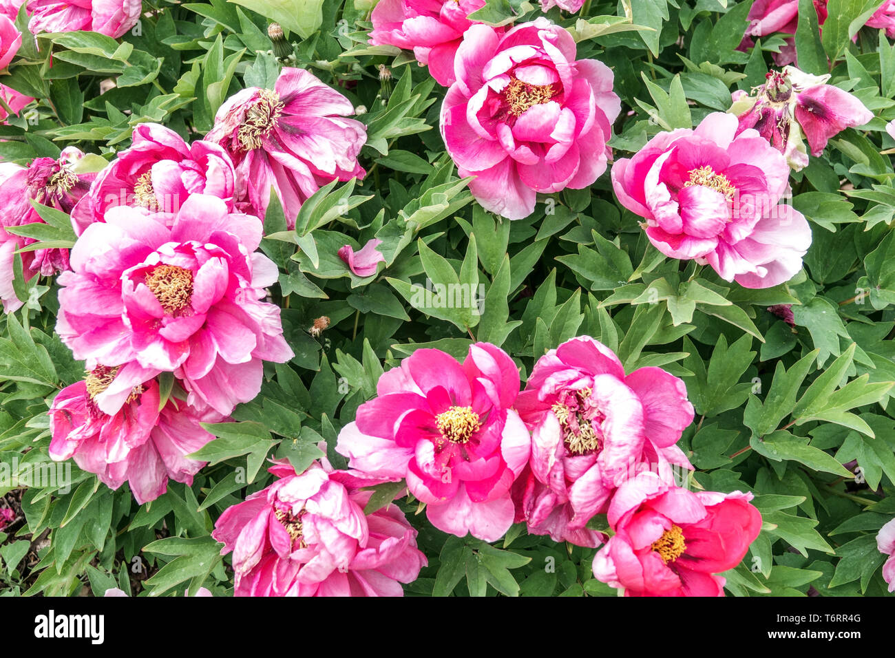 Arbre chinois, pivoine Paeonia x suffruticosa Ying Hong Ri Banque D'Images