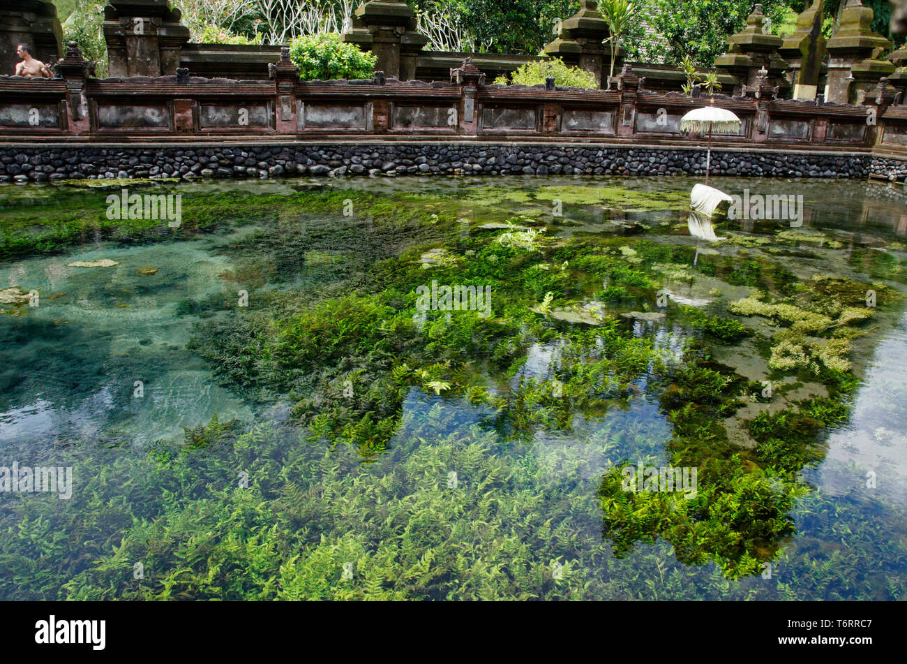 La piscine au printemps Saint Pura Tirta Empul avec les mauvaises herbes, Ubud, Bali, Indonésie Banque D'Images