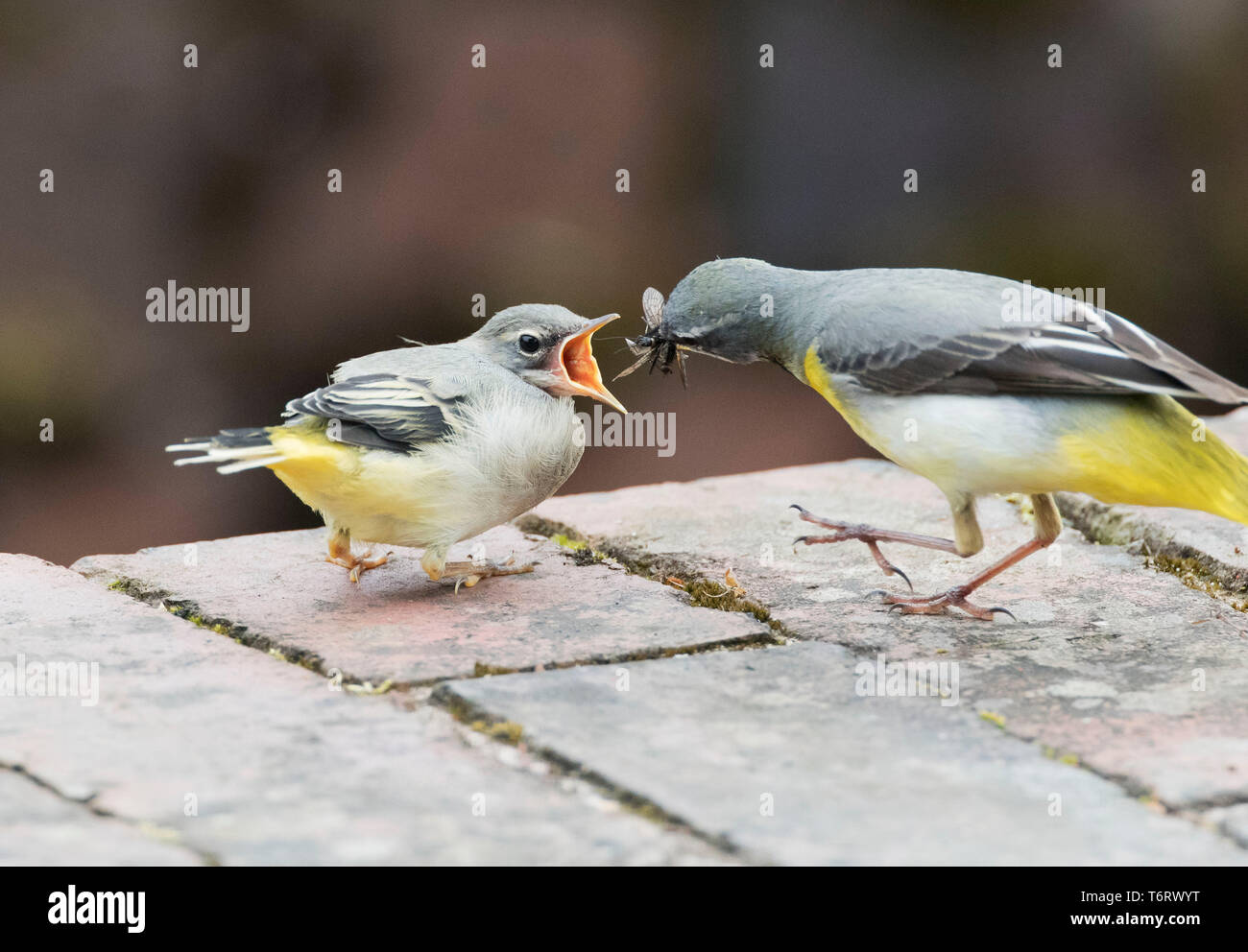 Bergeronnette des ruisseaux Motacilla cinerea, d'alimentation, un jeune sur le bord d'un canal I. Montgomeryshire, Pays de Galles, Royaume-Uni, mai 2019 Banque D'Images