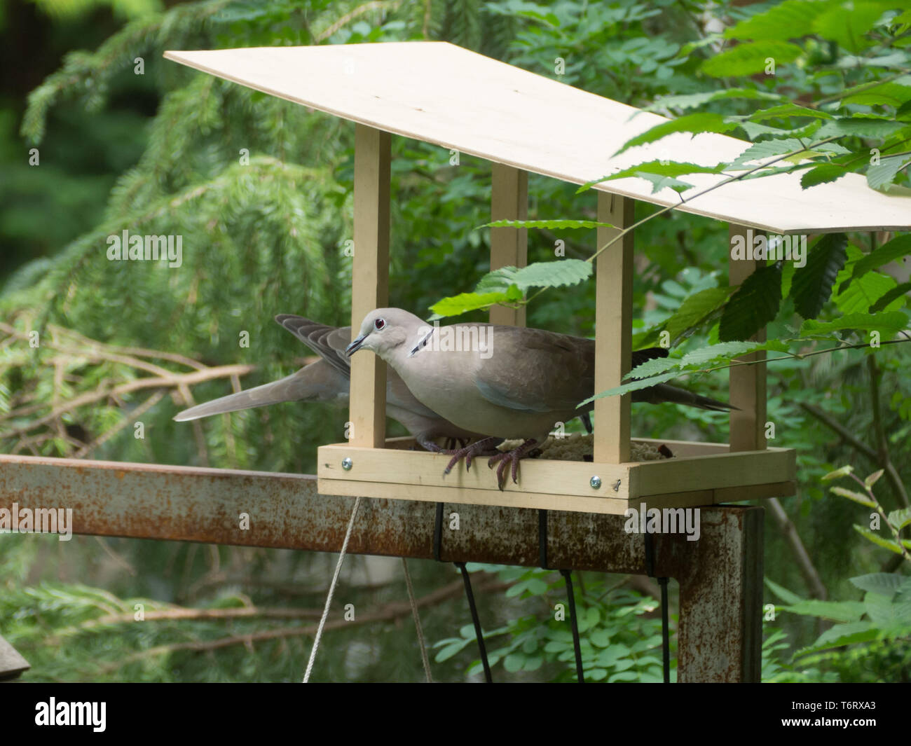 Les pigeons dans l'alimentation des oiseaux chambre Banque D'Images