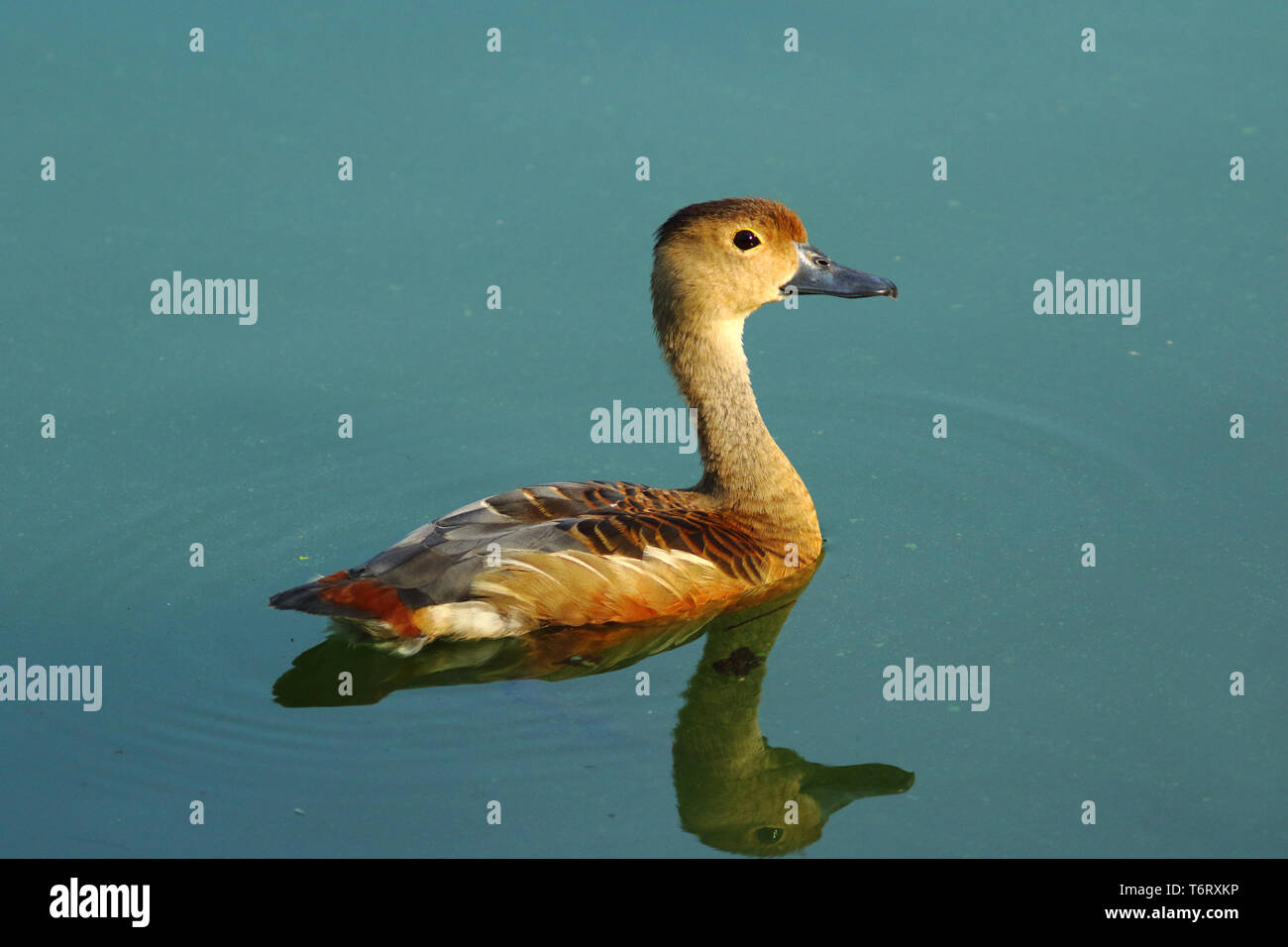 Moindre sifflement de près de canard Banque D'Images