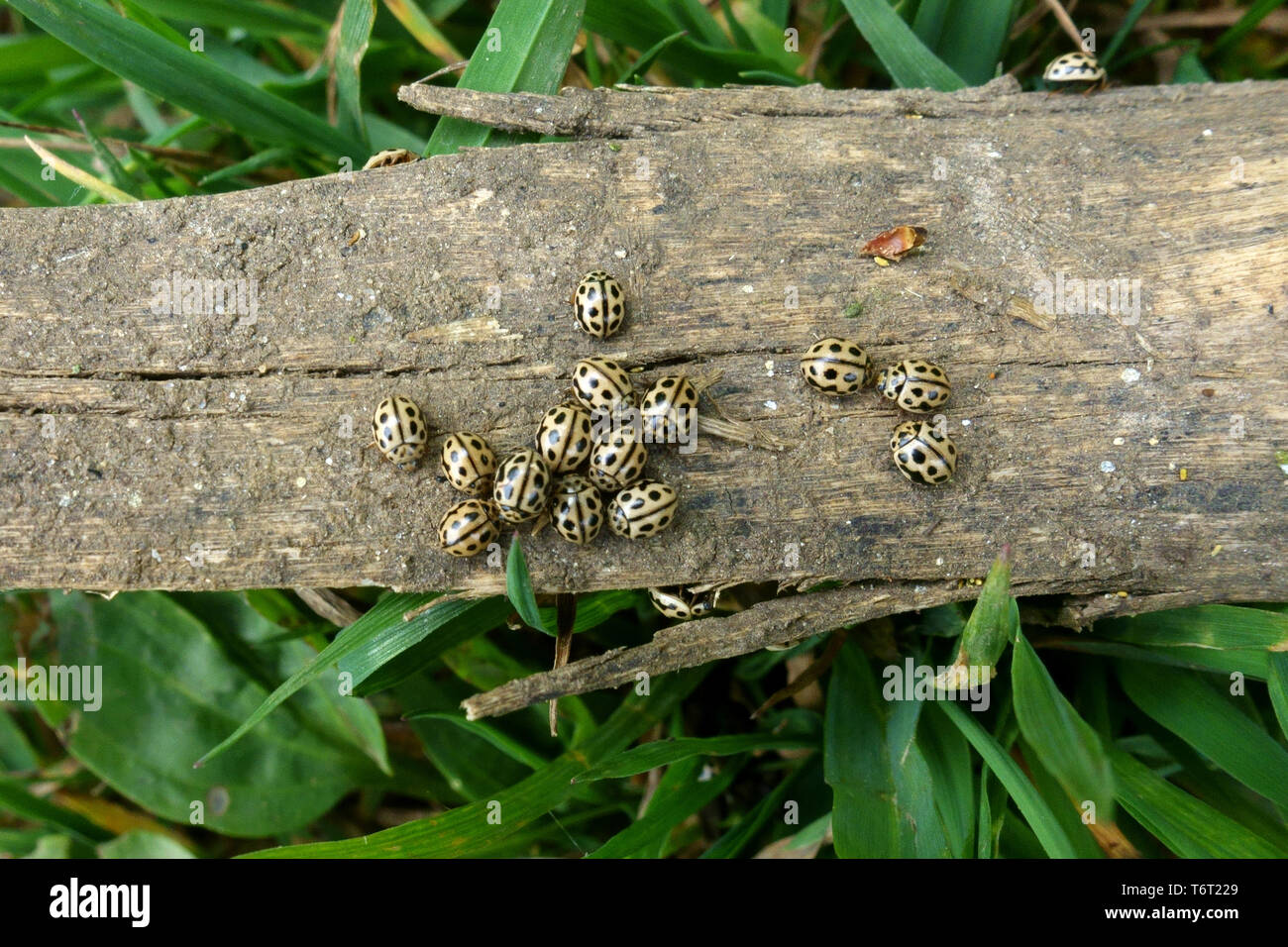 16-spot ladybird, Tytthaspis sedecimpunctata, petites coccinelles grégaire de l'hivernage sur le vieux bois, Berkshire, Mai Banque D'Images