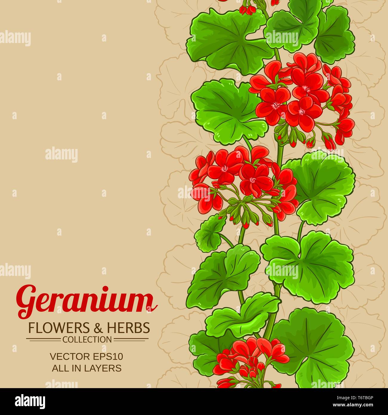 Modèle vectoriel de géranium sur un fond de couleur Illustration de Vecteur