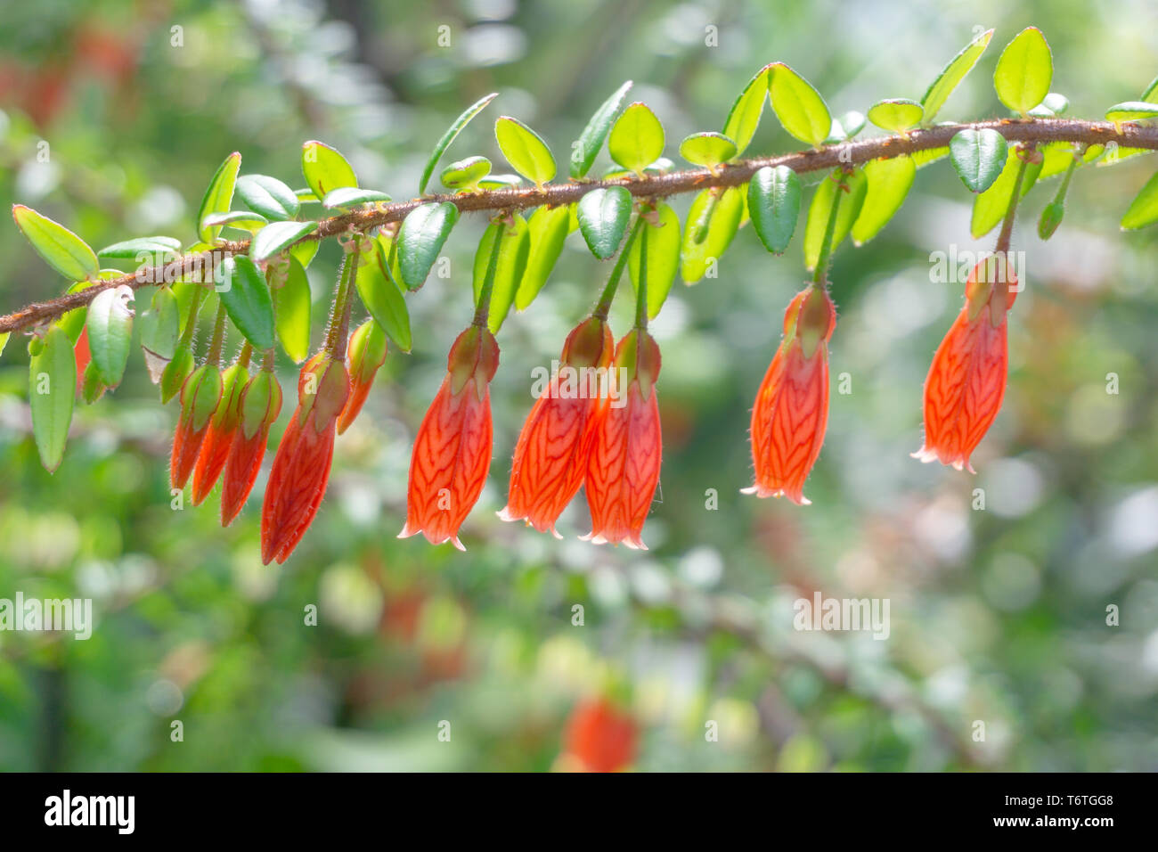 Close-up de la floraison Agapetes serpens des fleurs au printemps. Voir d'accrocher des fleurs de couleur orange sur les branches ou les rameaux avec feuilles vertes. Lan de l'himalaya Banque D'Images