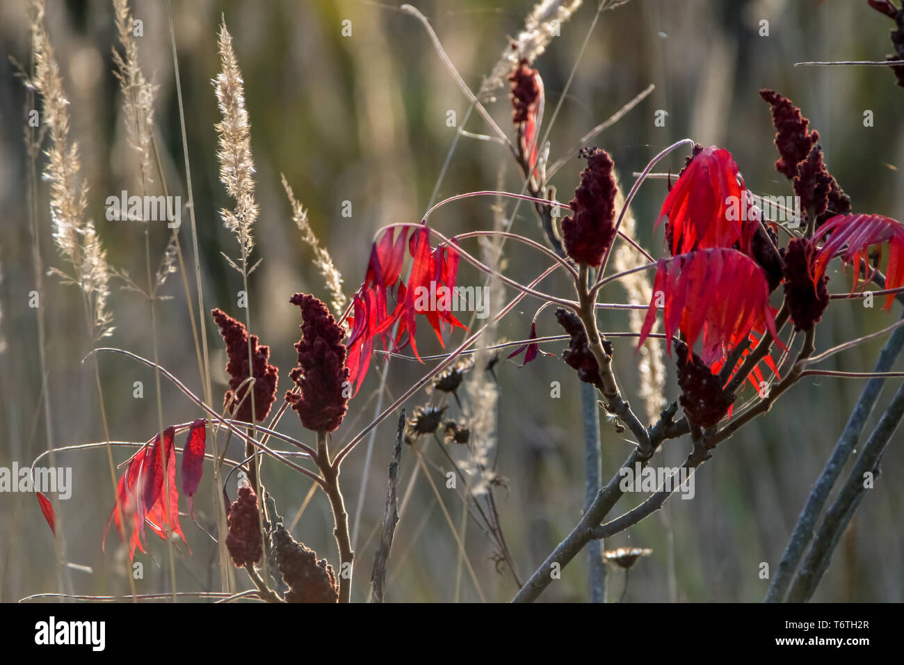 Feuilles de sumac rouge en automne. Banque D'Images