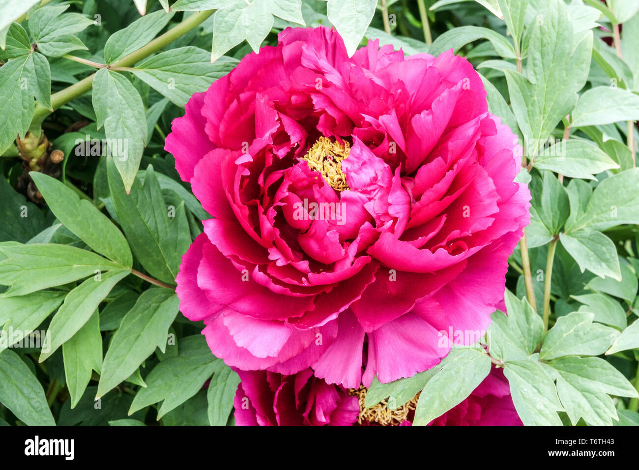 Arbre Chinois Pivoine Paeonia X Suffruticosa Tong Yun