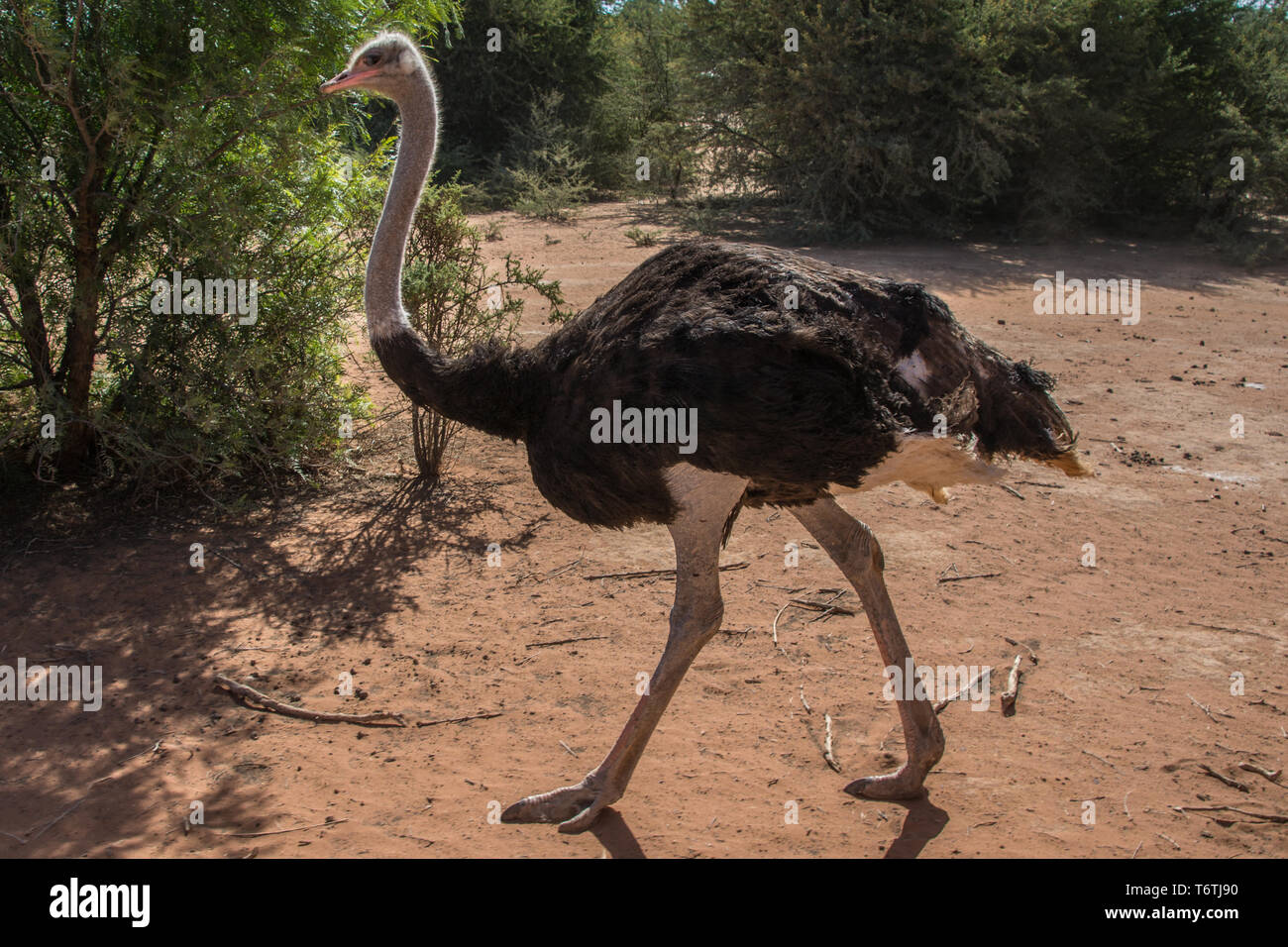 Autruche d'Afrique du Sud (Struthio camelus australis), Safari Ostrich Farm, Oudtshoorn, Afrique du Sud. Banque D'Images