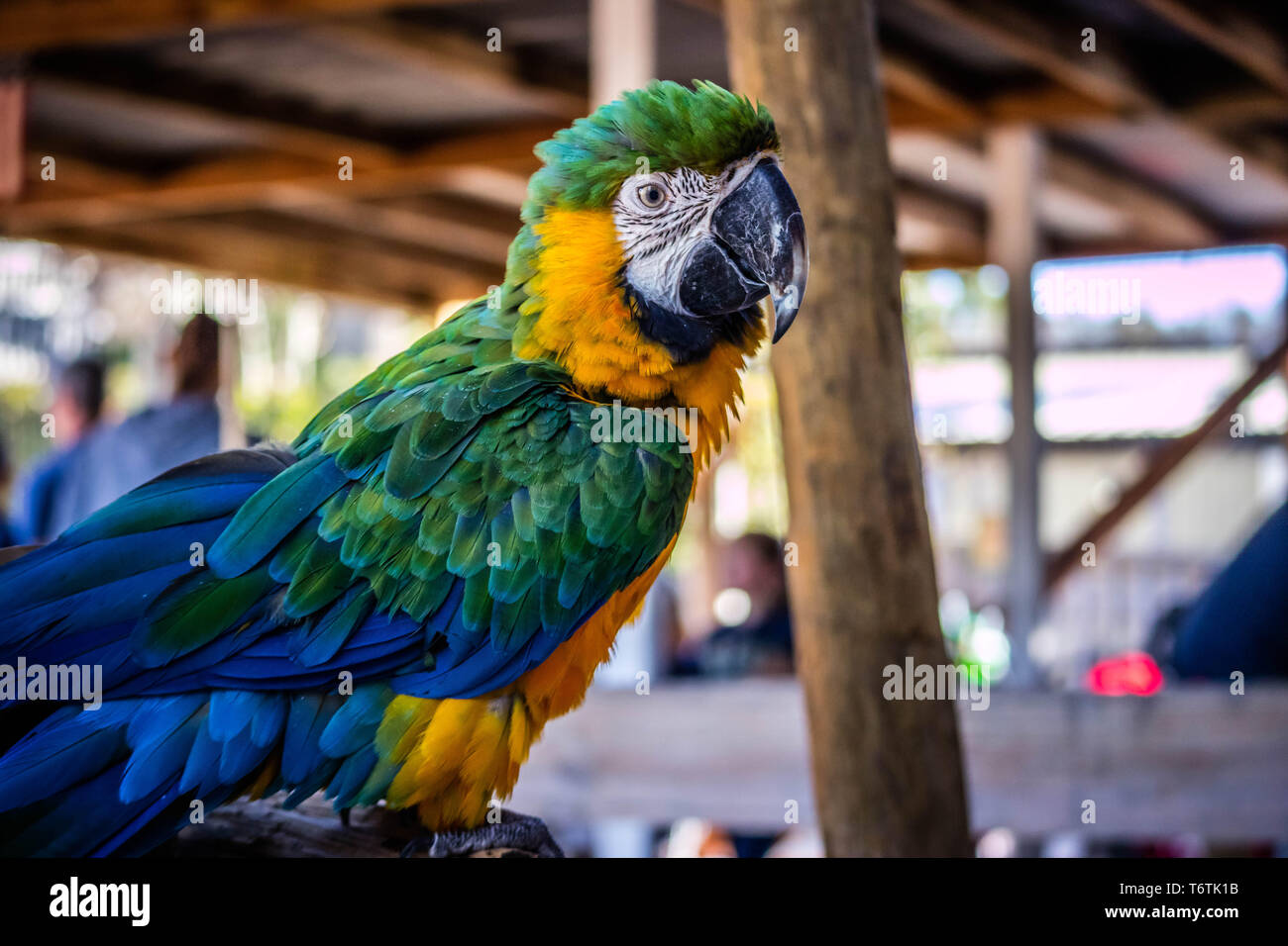 Un livre vert et or Macaw à Orlando, Floride Banque D'Images