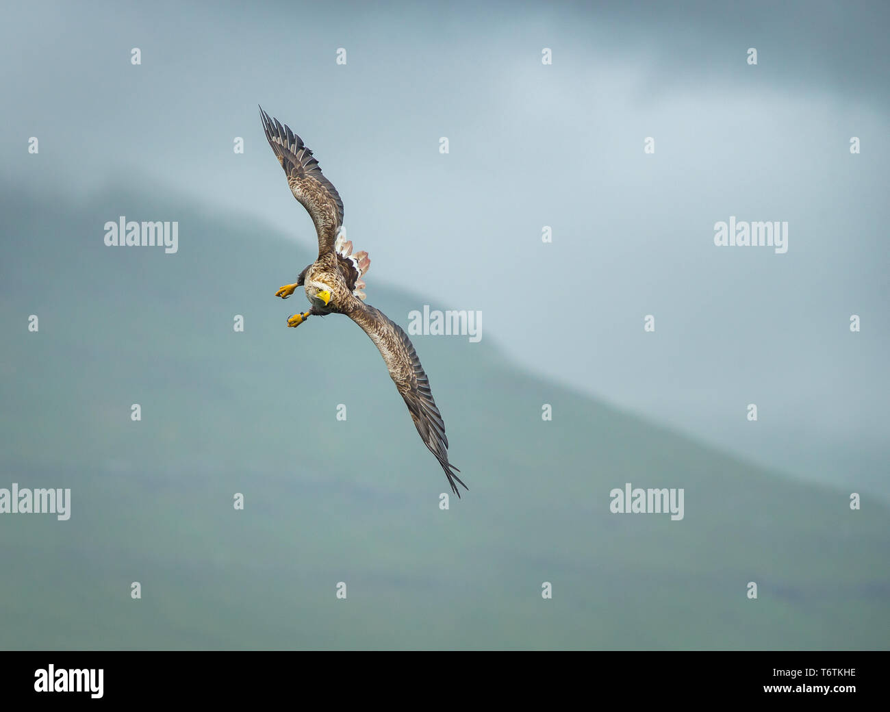 Le cerf à queue blanche en Ecosse Banque D'Images