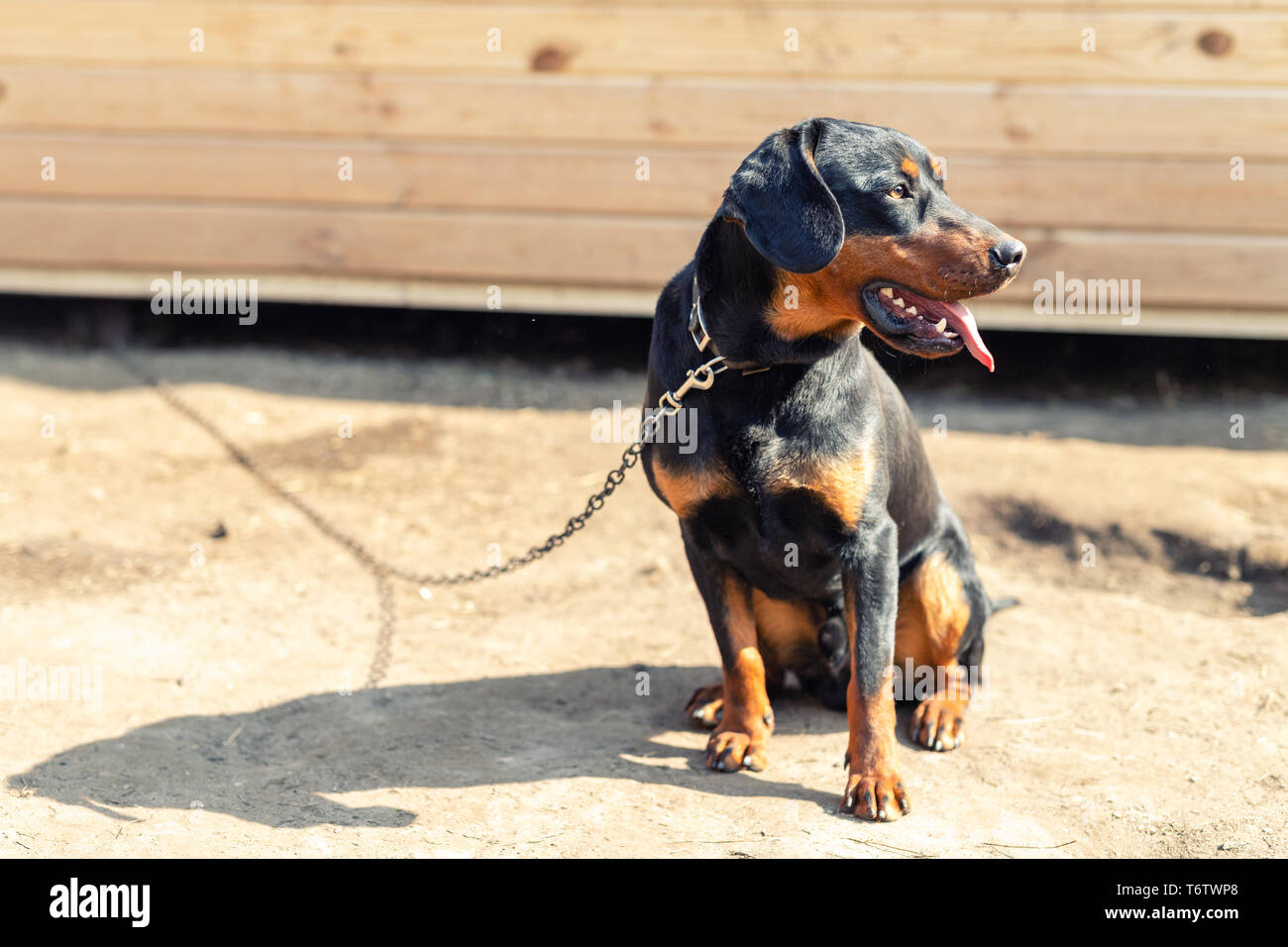 Jeune Chien De Terrier De Chasse Allemand Sur La Chaîne Au