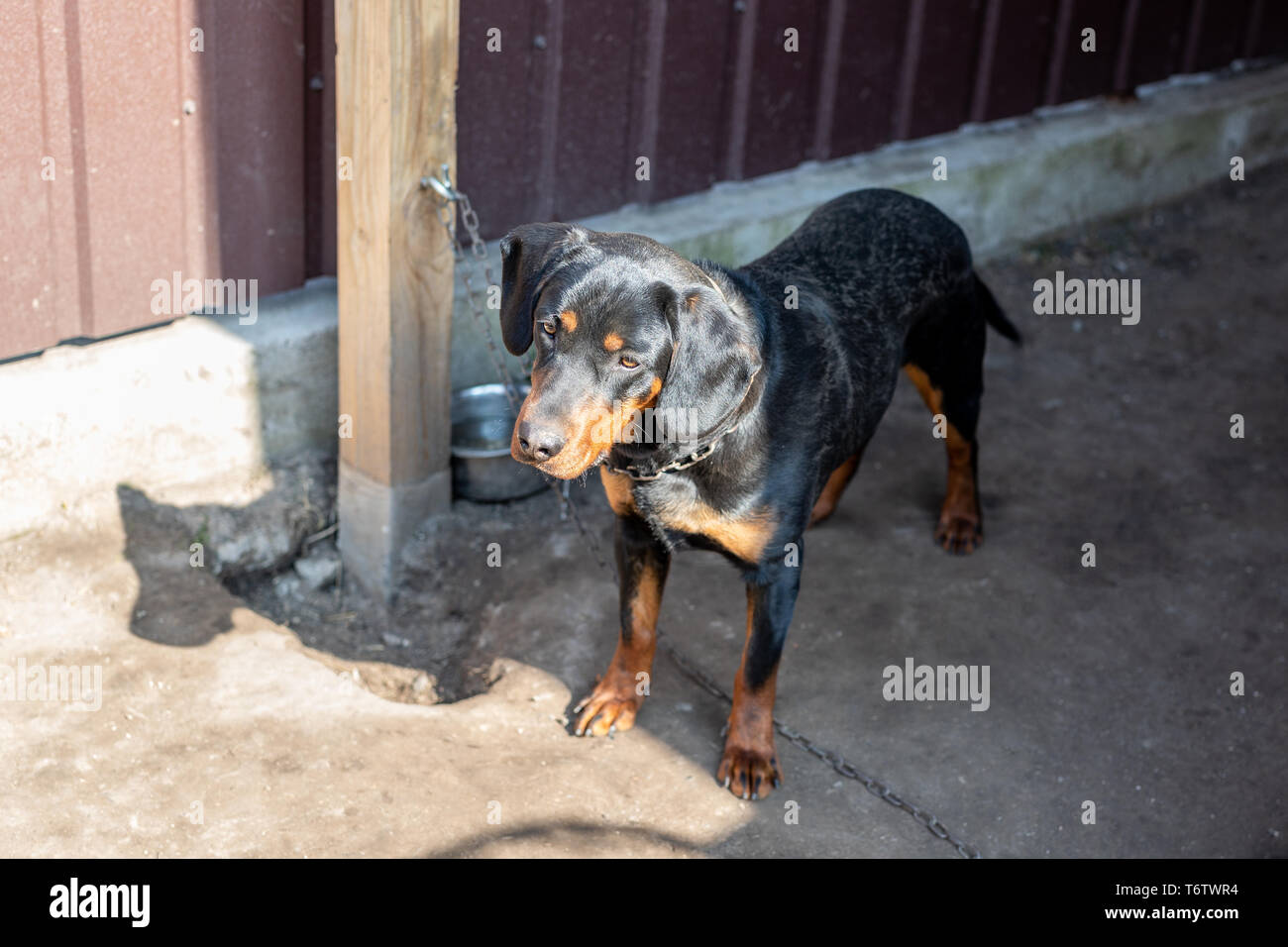 Jeune Chien De Terrier De Chasse Allemand Sur La Chaîne Au