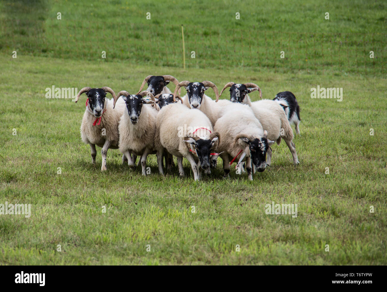 Troupeau de moutons conduit par chien Élevage Banque D'Images