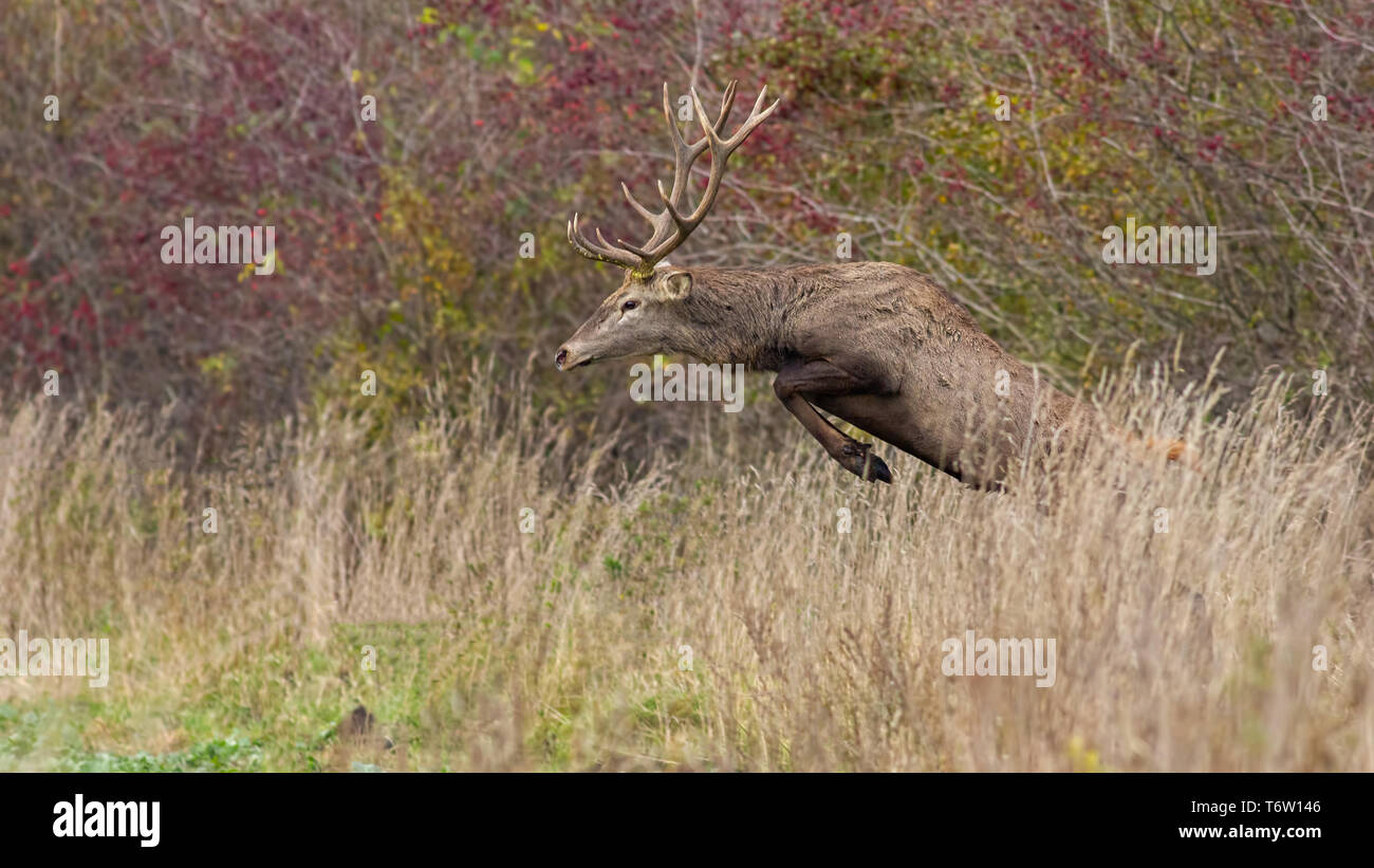 Red Deer stag sautant dans l'herbe haute à l'automne Banque D'Images