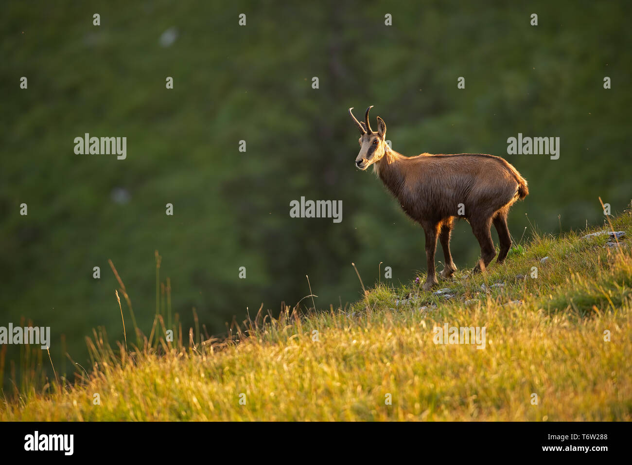 Chamois des Alpes, Rupicapra rupicapra, dans la montagne au coucher du soleil. Banque D'Images