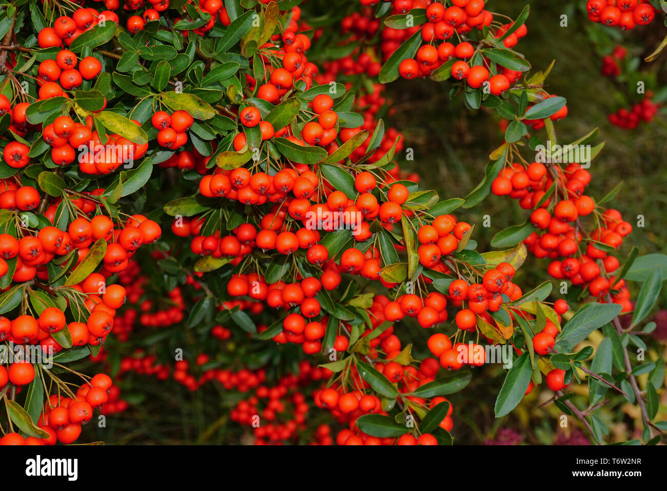 Multi ou pyracantha, genre Pyracantha Banque D'Images