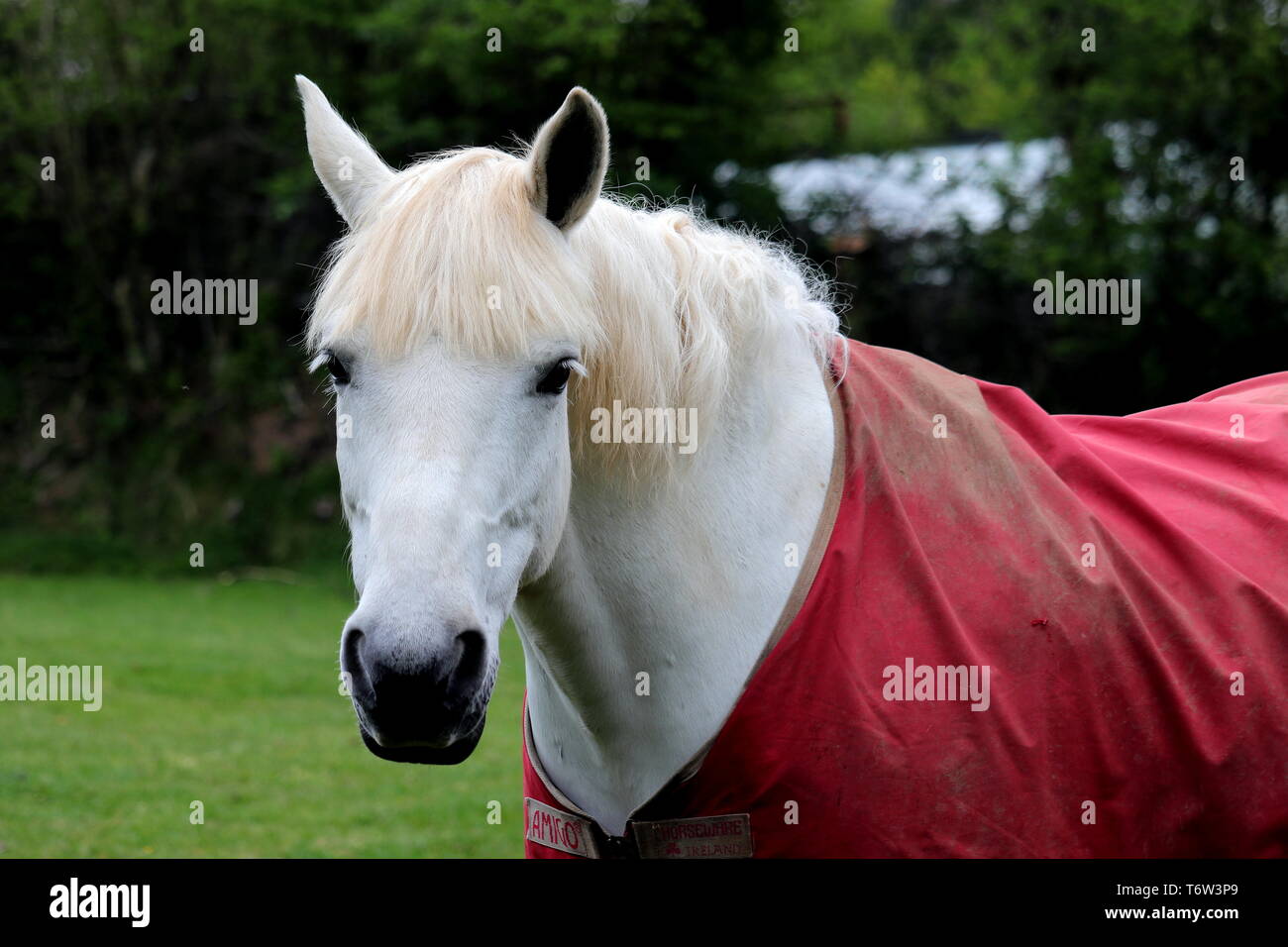 Horse Portrait avant. Cheval ; equus ferus caballus, la sous-espèce Equus ferus ; equus ferus ; Banque D'Images
