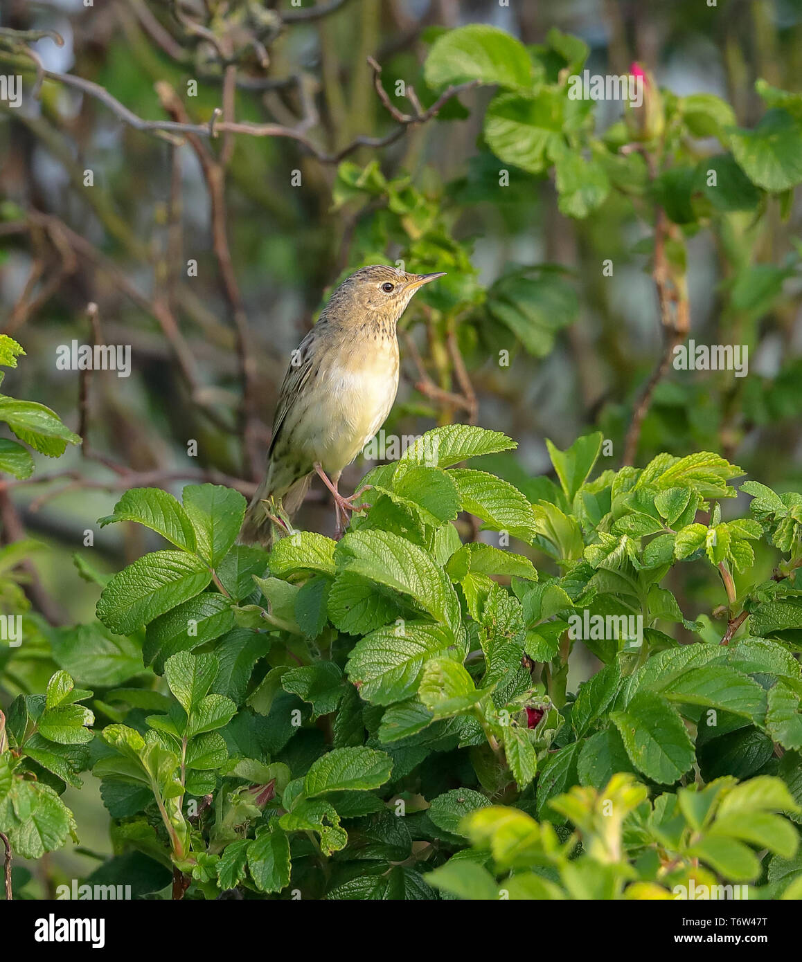 Locustella naevia Grasshopper Warbler () Banque D'Images