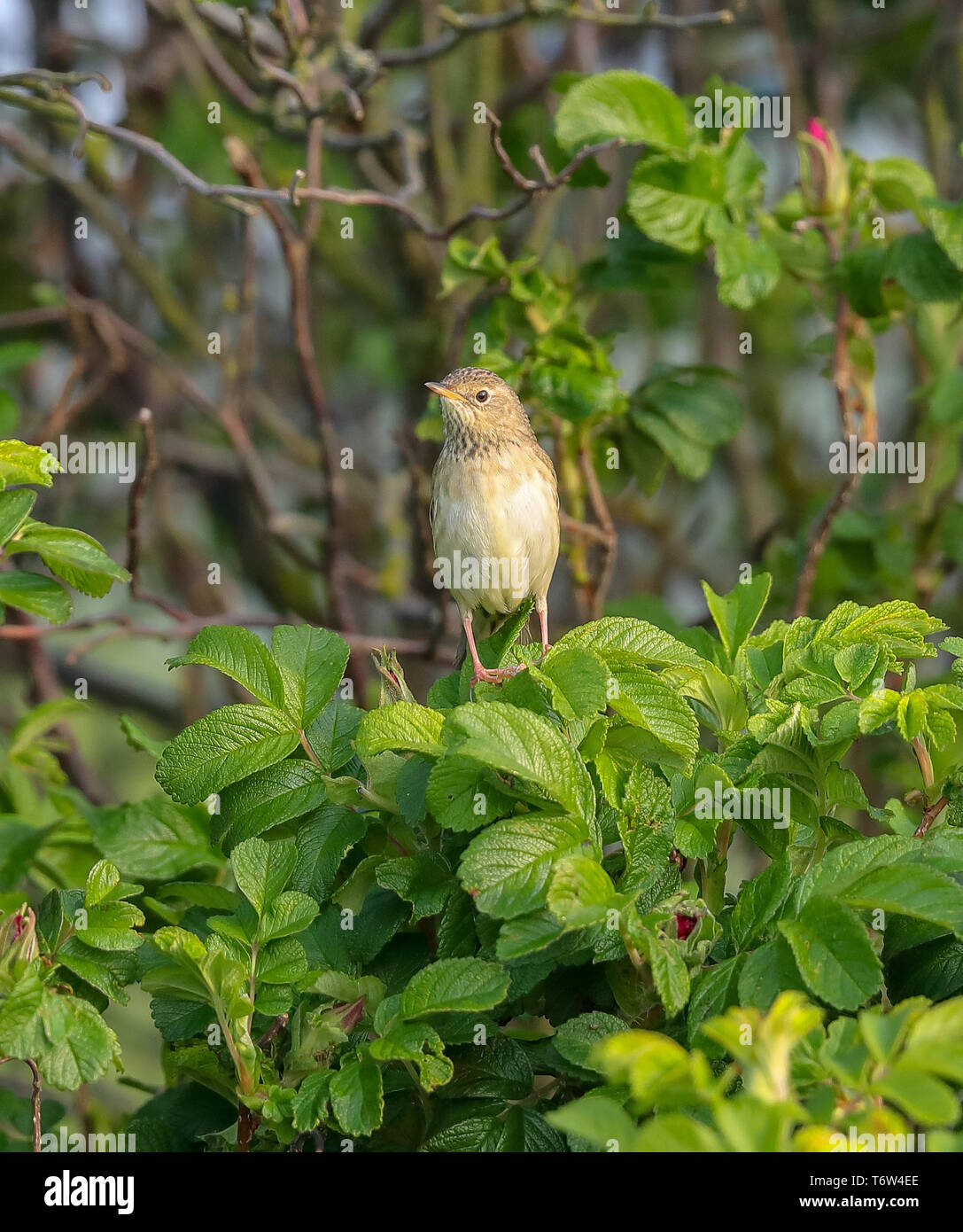 Locustella naevia Grasshopper Warbler () Banque D'Images