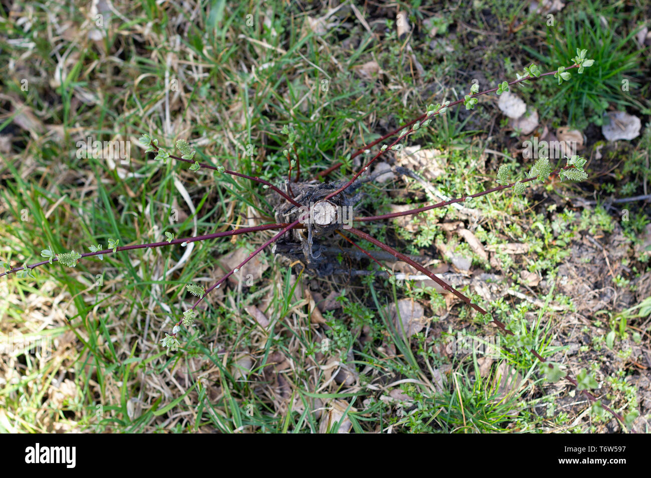 Petit arbre dans les bois, c'est survivre même après que le sommet a été coupé. Banque D'Images