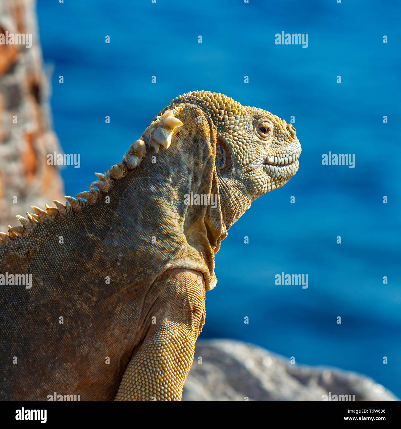 Santa Fe Land iguana (Conolophus pallidus) sur une roche volcanique le long de l'océan Pacifique à Santa Fe island, îles Galapagos, Equateur parc national. Banque D'Images