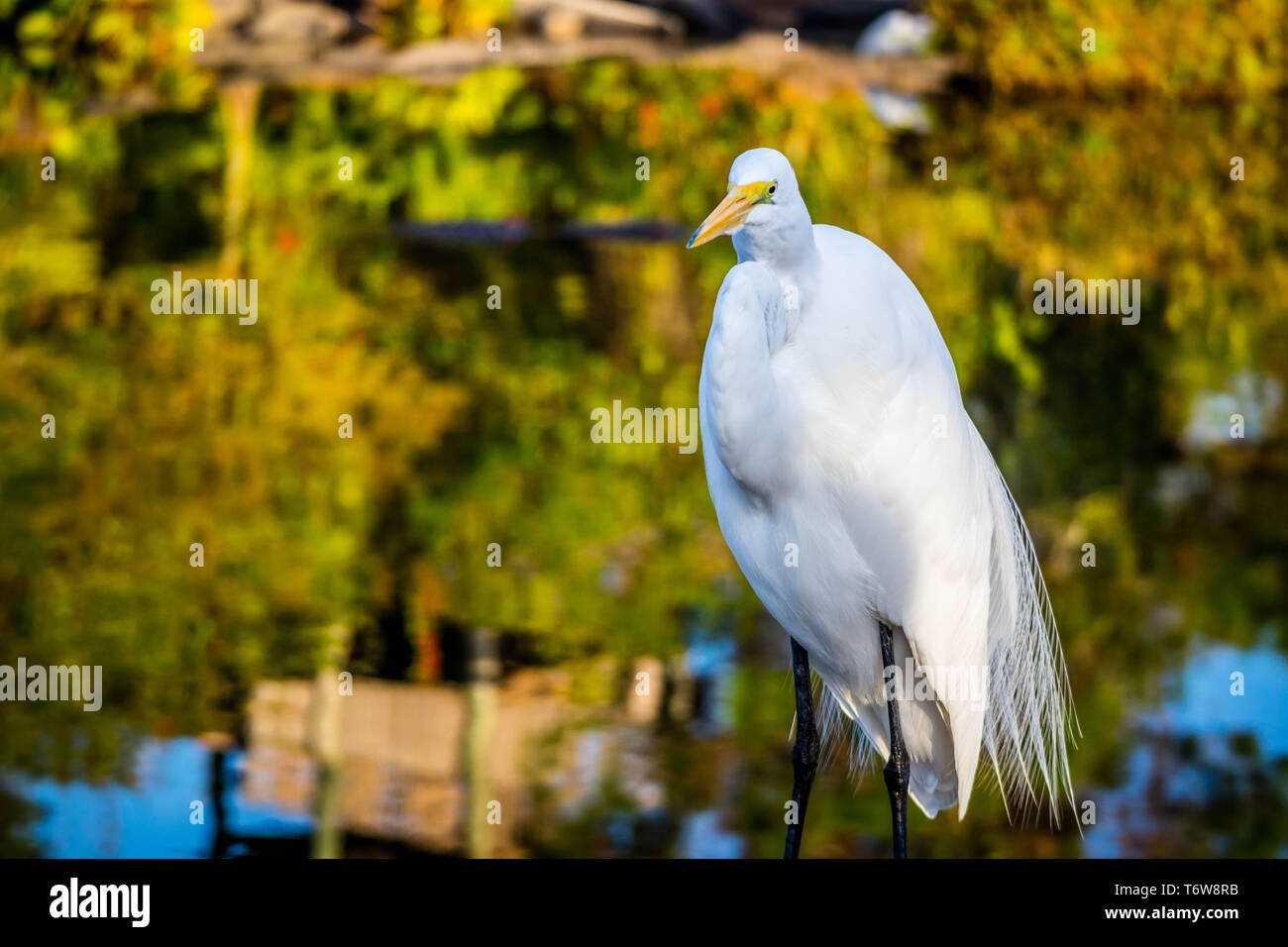 Une Grande Aigrette à Orlando, Floride Banque D'Images